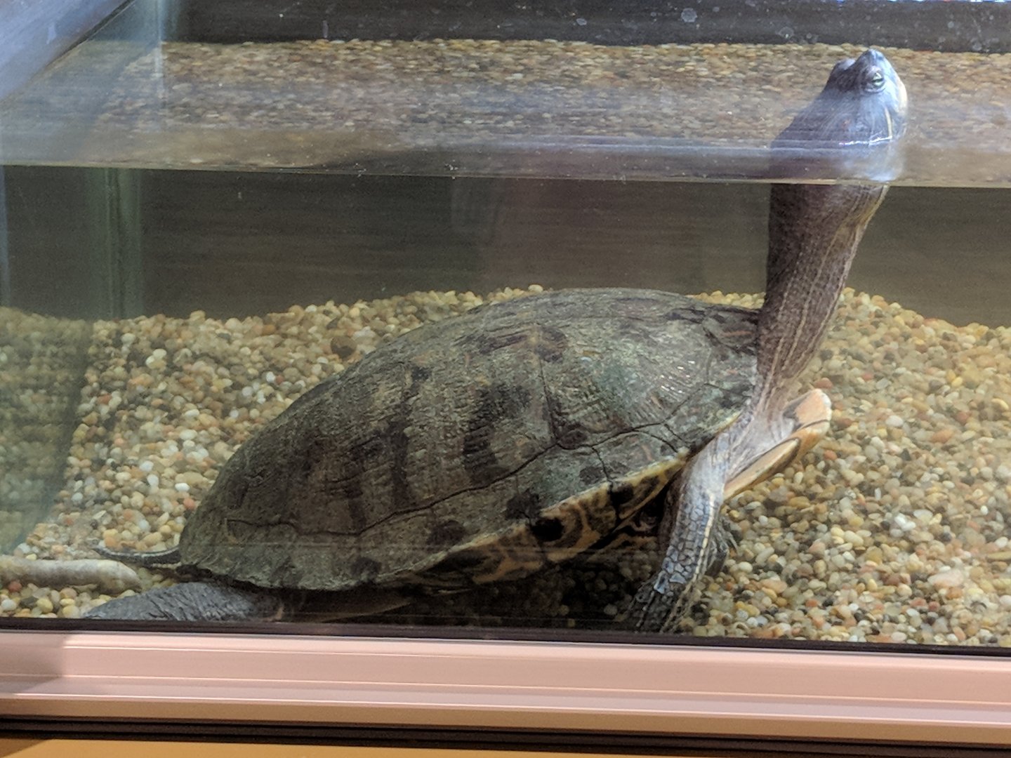 Big Bend slider (Trachemys gaigeae)