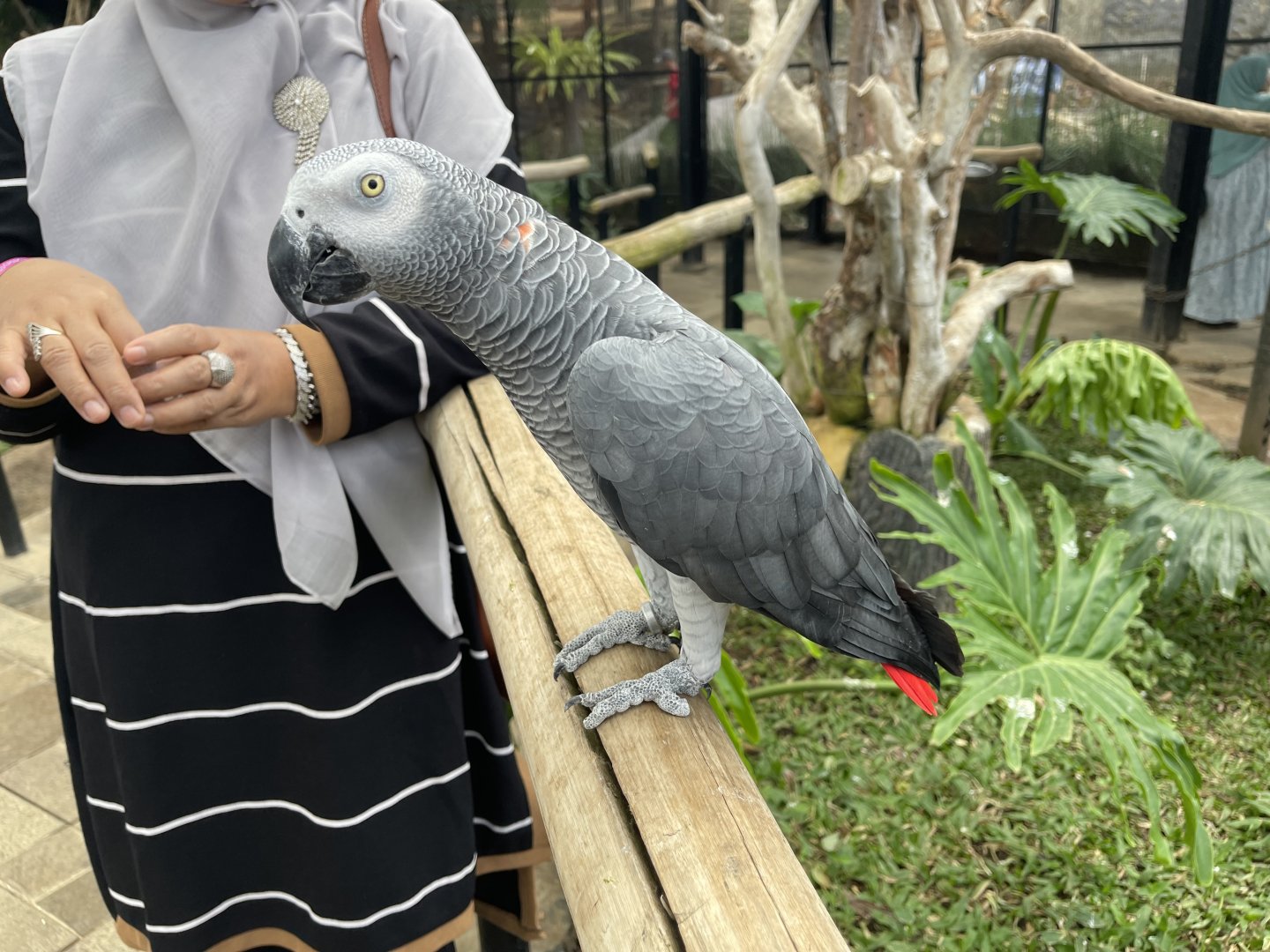 big bird aviary - african grey parrot (psittacus erithacus)