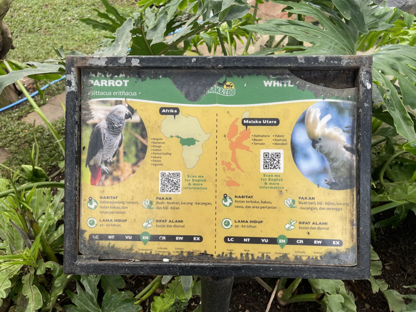 big bird aviary - african grey parrot & sulphur-crested cockatoo signage