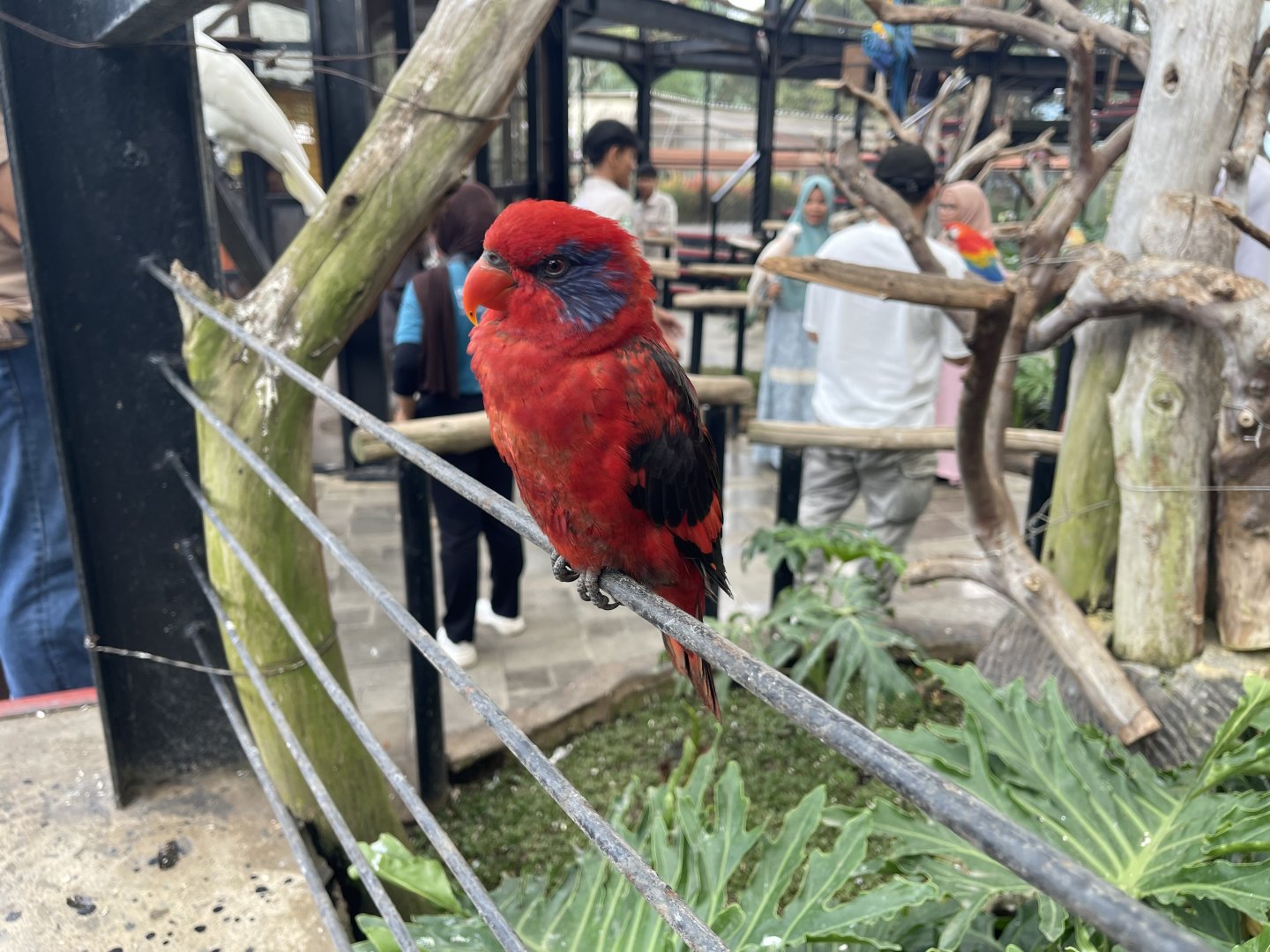 big bird aviary - black-winged lory (eos cyanogenia) (1)