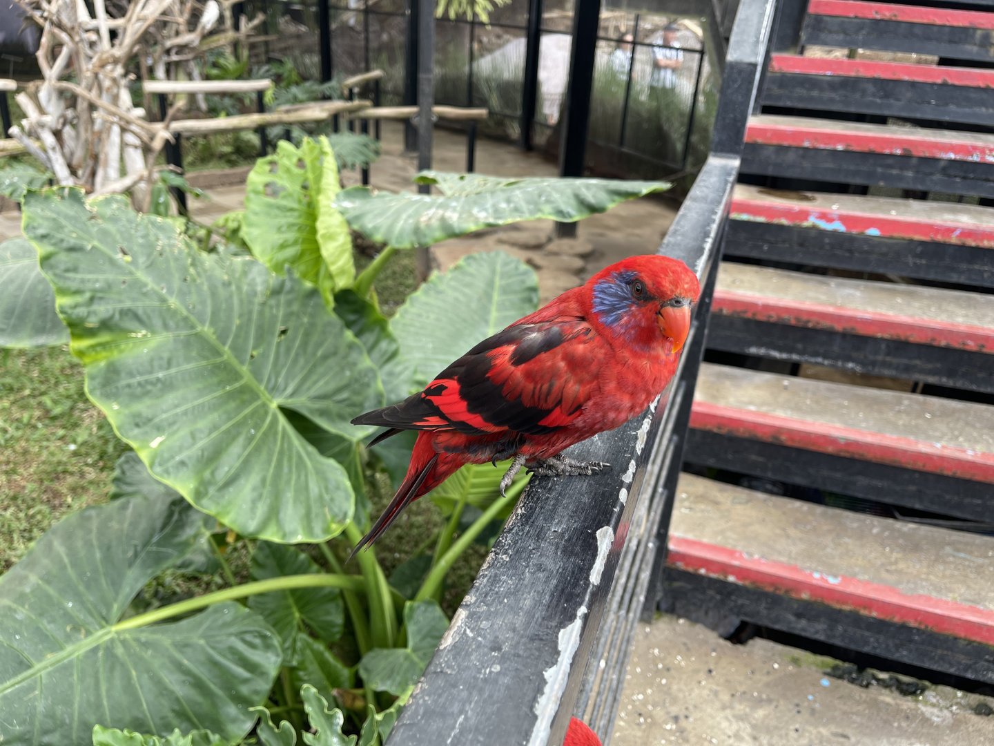 big bird aviary - black-winged lory (eos cyanogenia) (2)