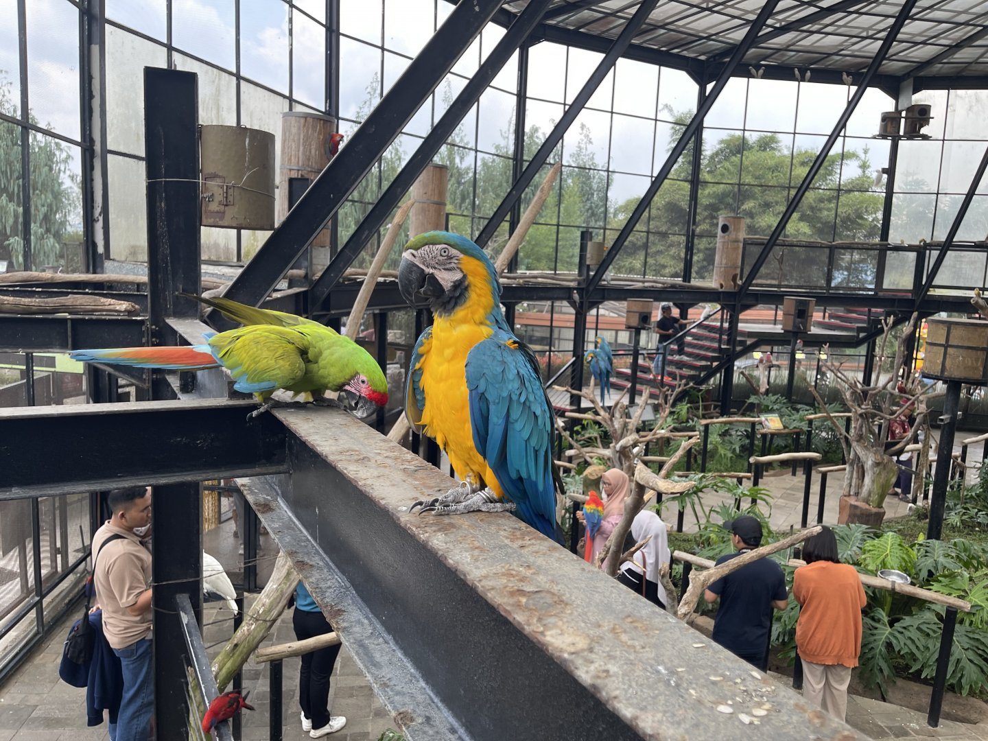 big bird aviary - blue-and-yellow macaw (ara ararauna)