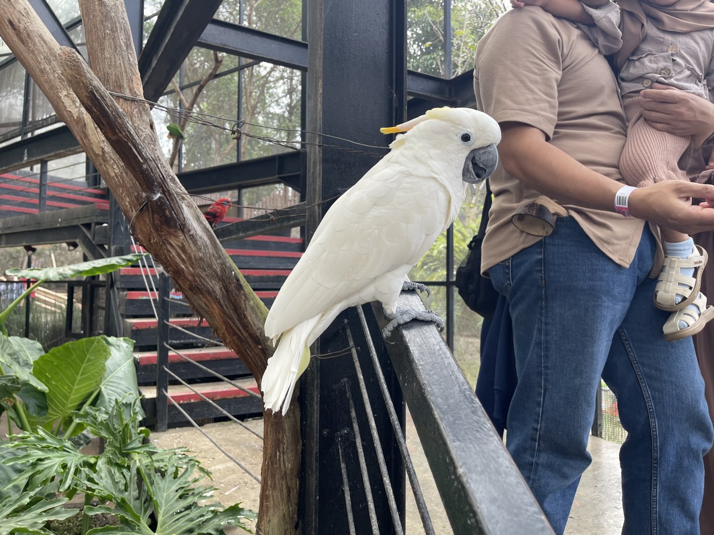 big bird aviary - citron-crested cockatoo (cacatua citrinocristata)