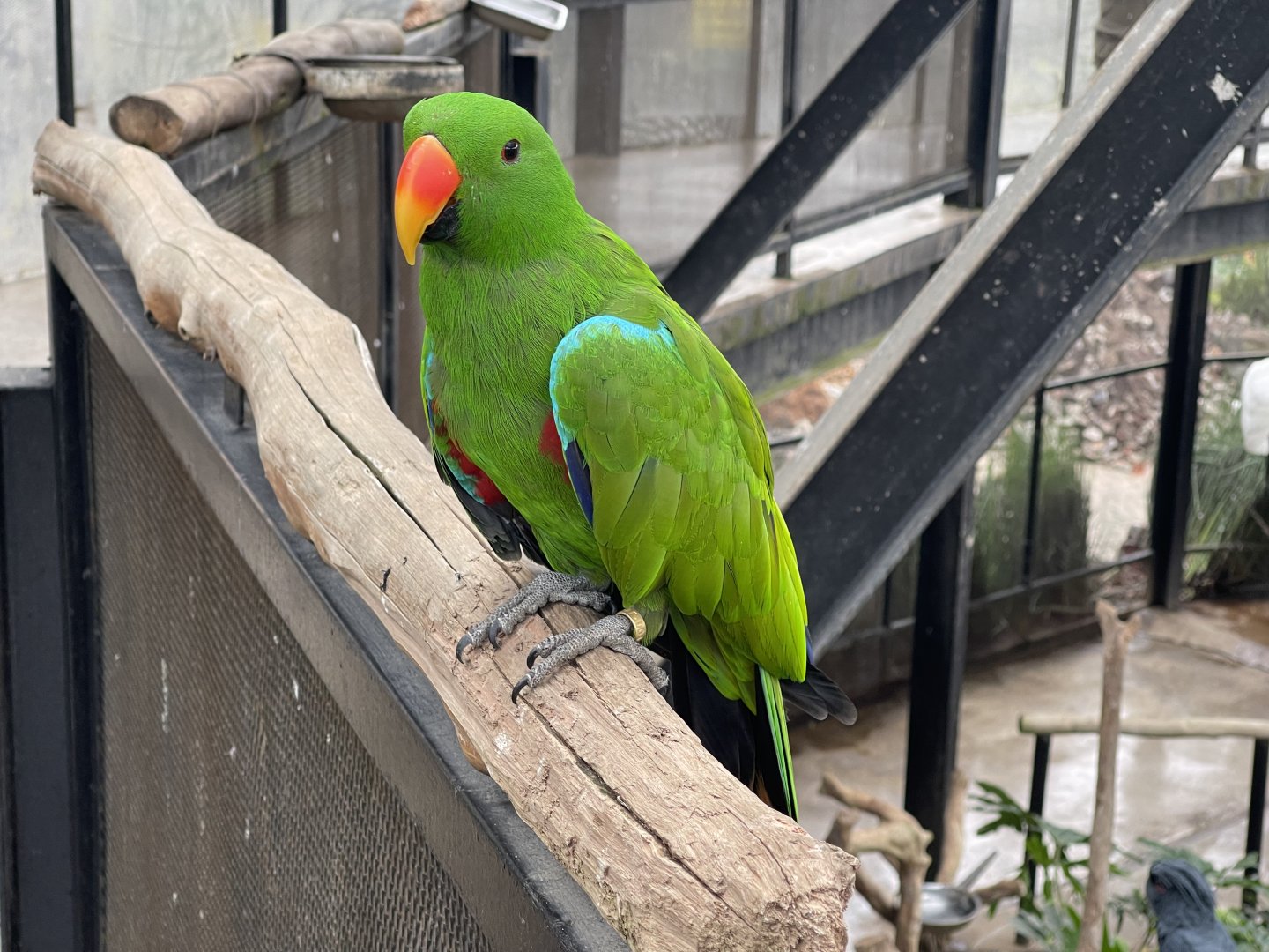 big bird aviary - electus parrot (electus roratus)