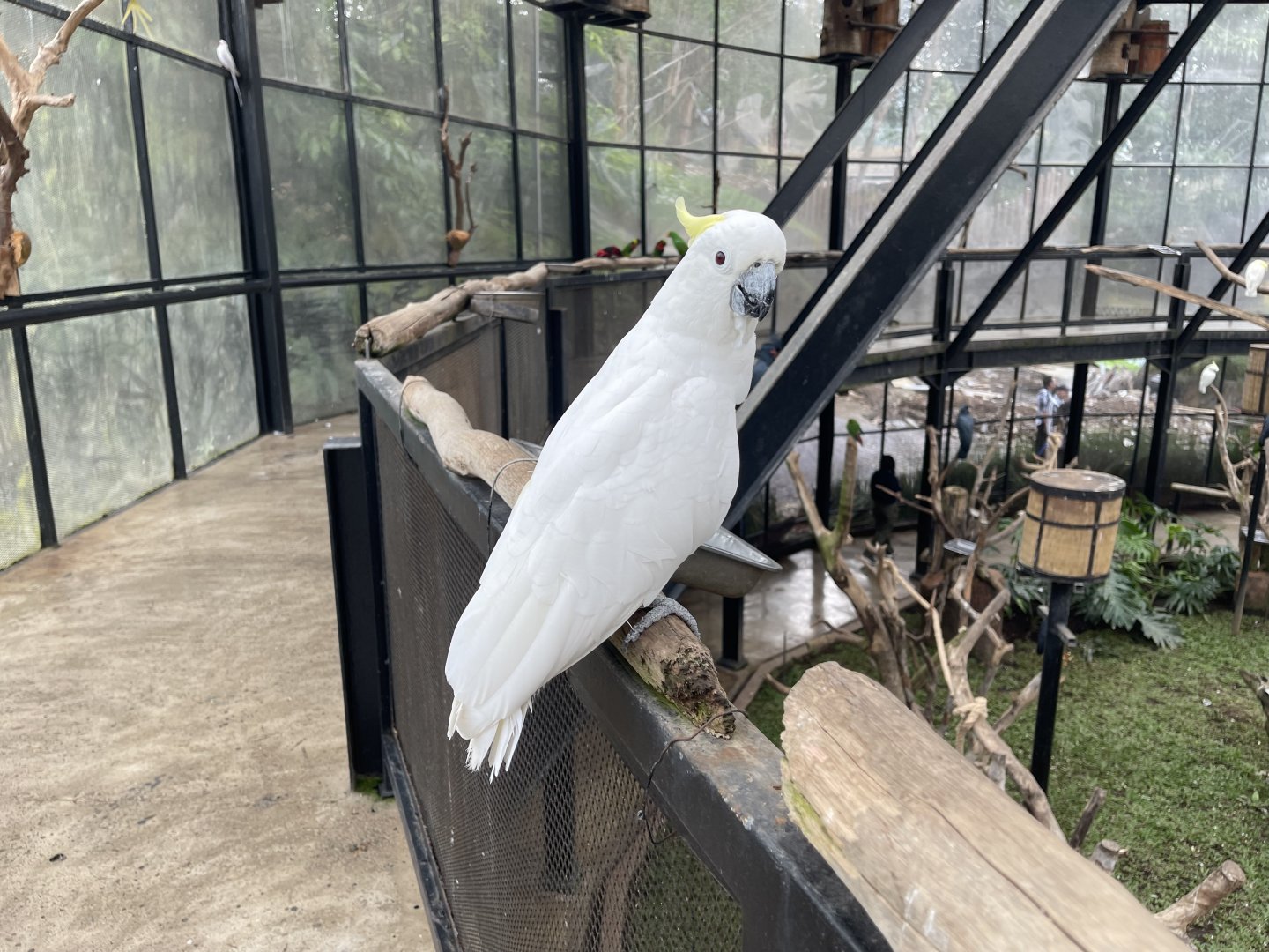 big bird aviary - eleonora cockatoo (cacatua galerita eleonora)