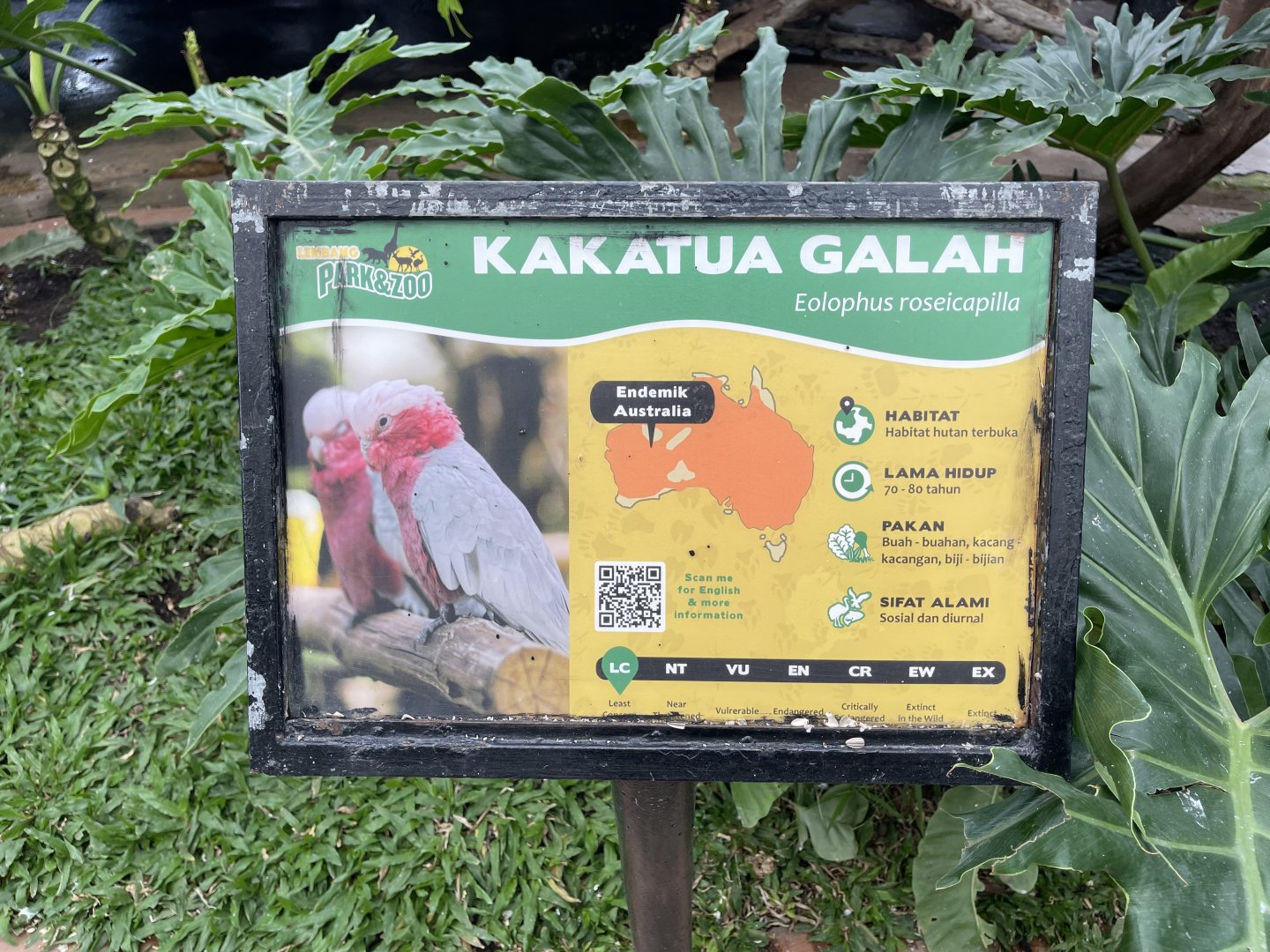 big bird aviary - galah signage