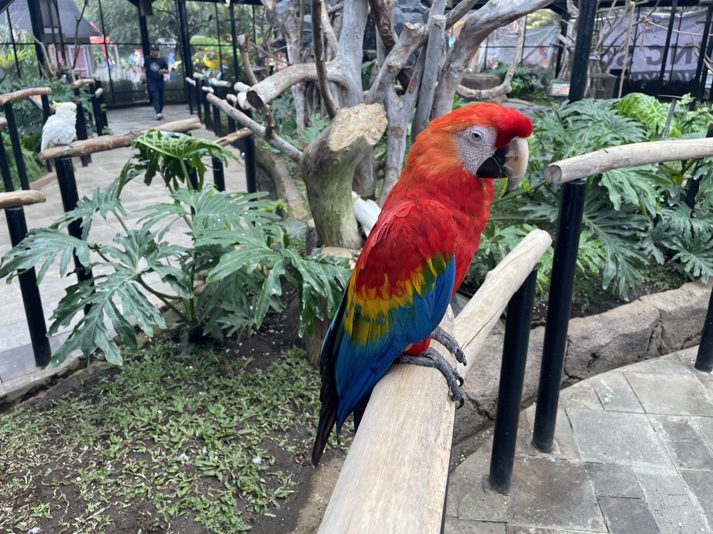 big bird aviary - scarlet macaw (ara macao)