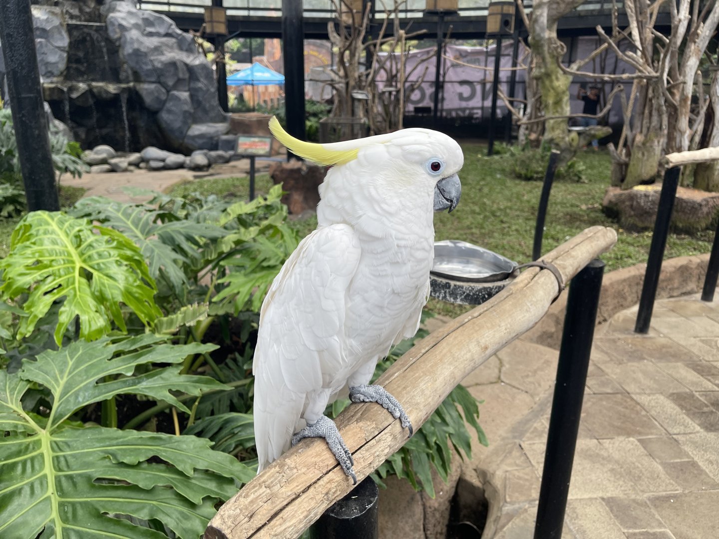 big bird aviary - sulphur-crested cockatoo (cacatua galerita)