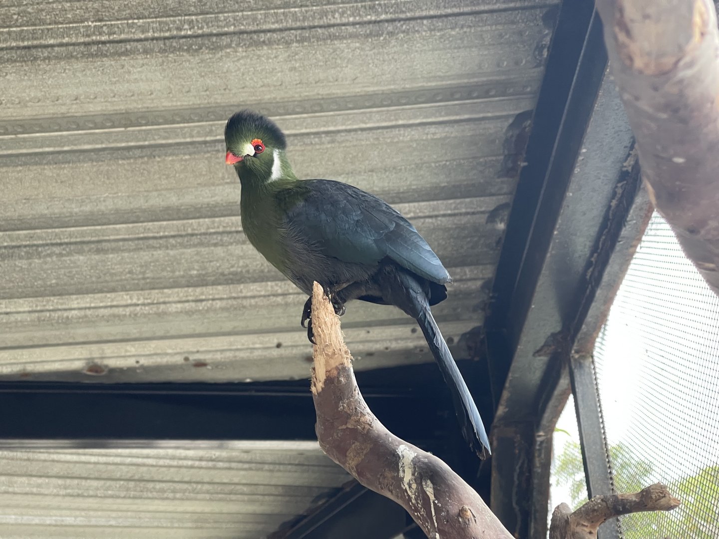 big bird aviary - white-cheeked turaco (menelikornis leucotis)