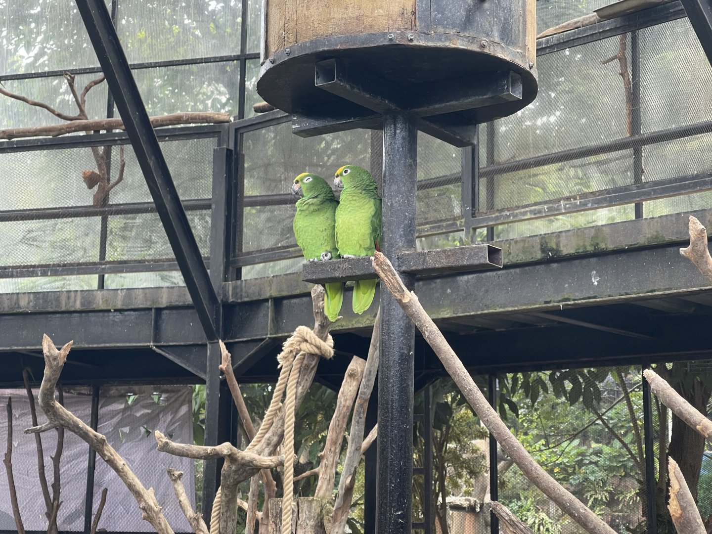 big bird aviary - yellow-crowned amazon (amazona ochrocephala)