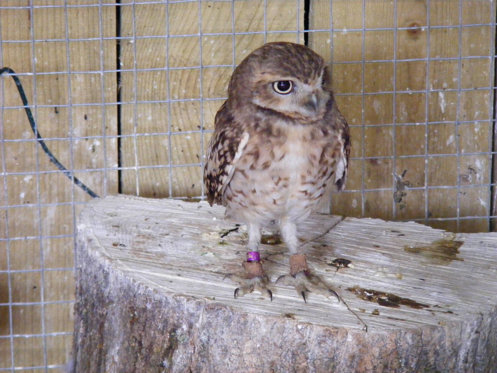 Big Bird the burrowing owl at Noah's Ark Zoo Farm, 31 July 2010