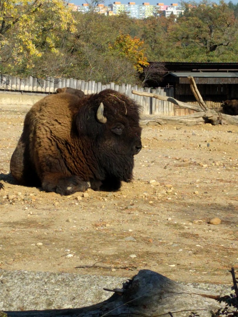Big Bison Bull Zoo Praha 2018