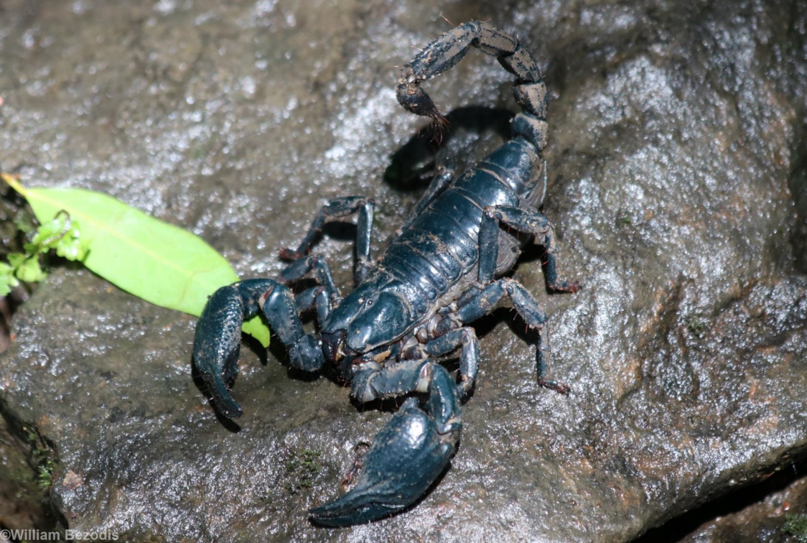 Big Black Scorpion - Cat Tien