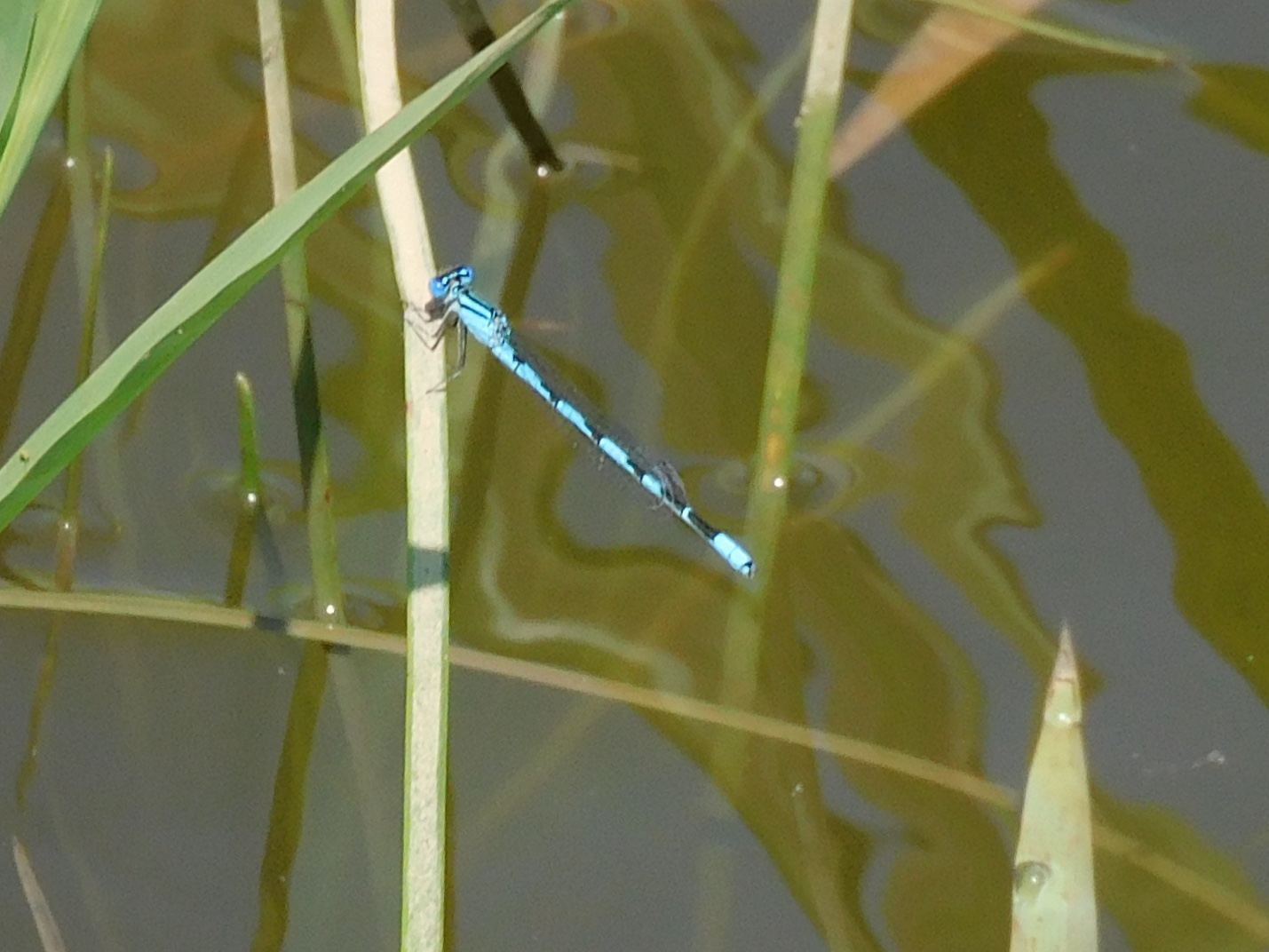 Big bluet