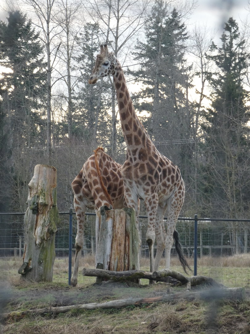 Big boys (Rothschild's giraffe)