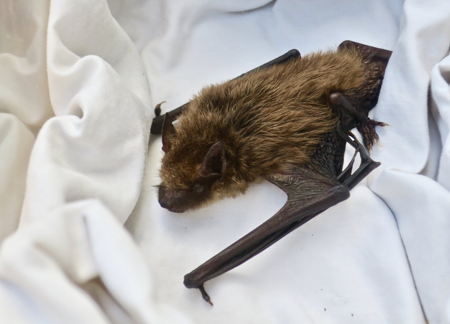 Big Brown Bat (Eptesicus fuscus) - Earthplace