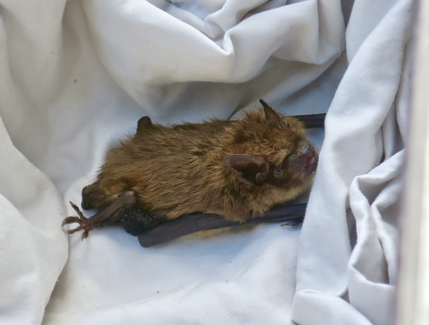 Big Brown Bat (Eptesicus fuscus) - Earthplace