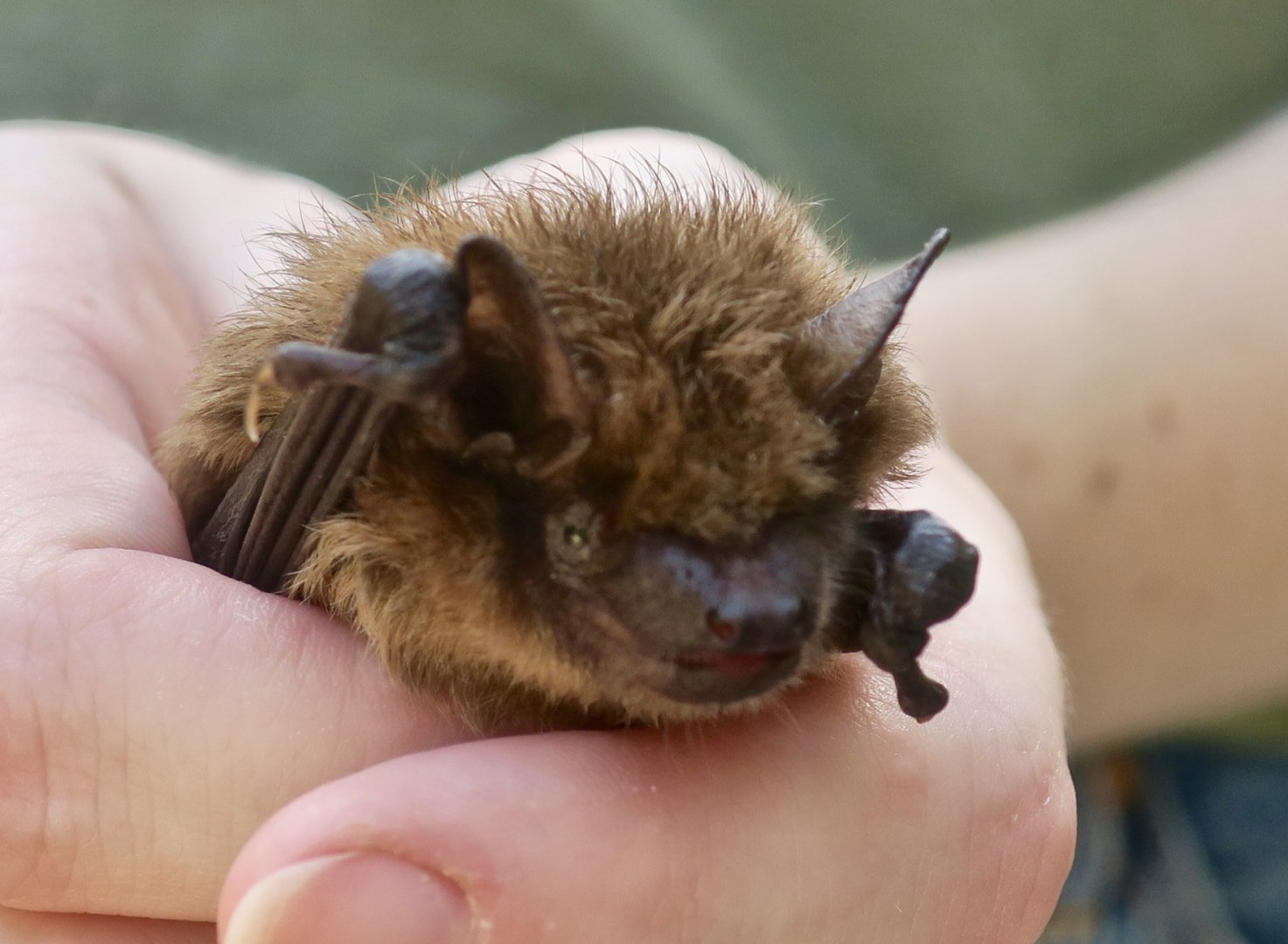 Big Brown Bat (Eptesicus fuscus) - Earthplace