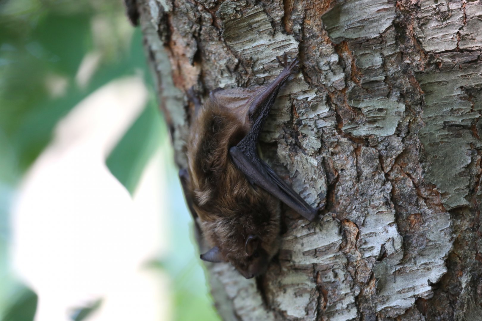 big brown bat (Eptesicus fuscus)