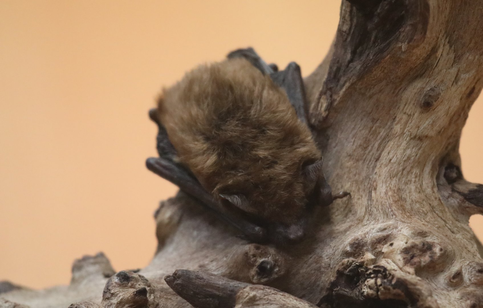 big brown bat (Eptesicus fuscus)