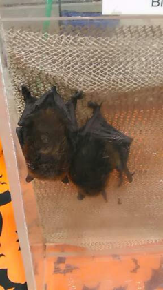 Big brown bats at the Sacramento Reptile Show