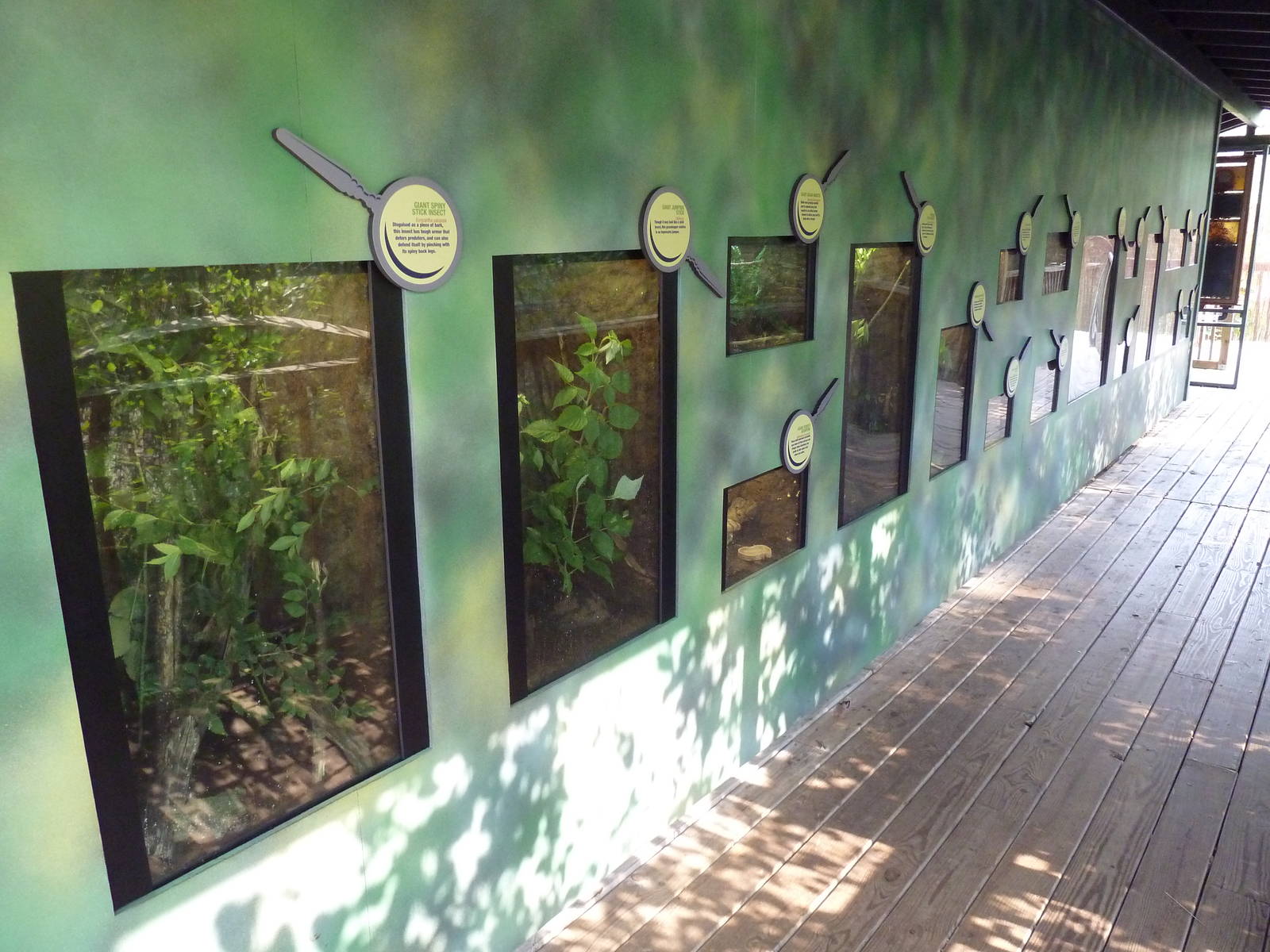 Big Bugs! - Seasonal Exhibit - Assorted Terrariums