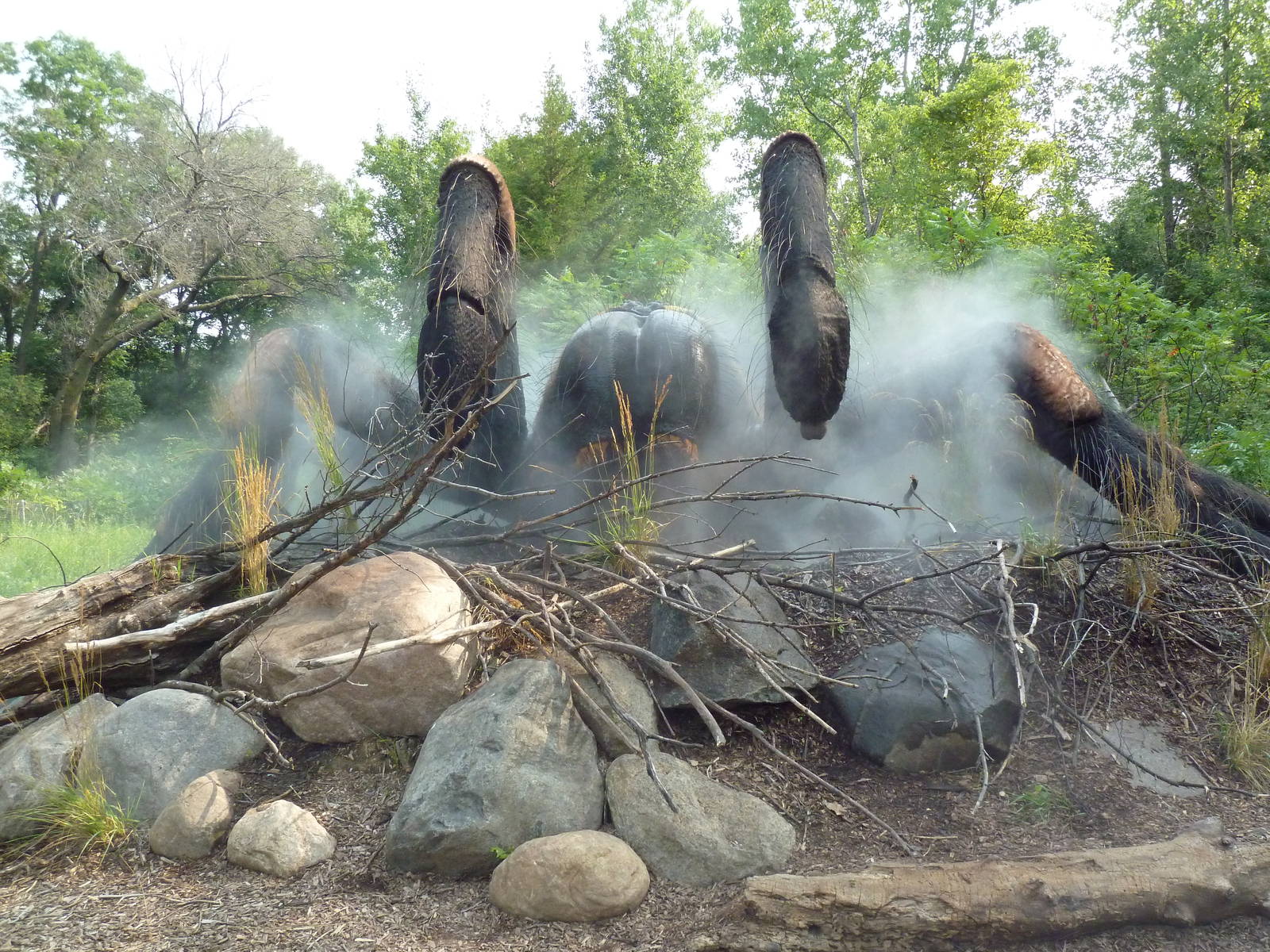 Big Bugs! - Seasonal Exhibit - Mexican Red-Kneed Tarantula