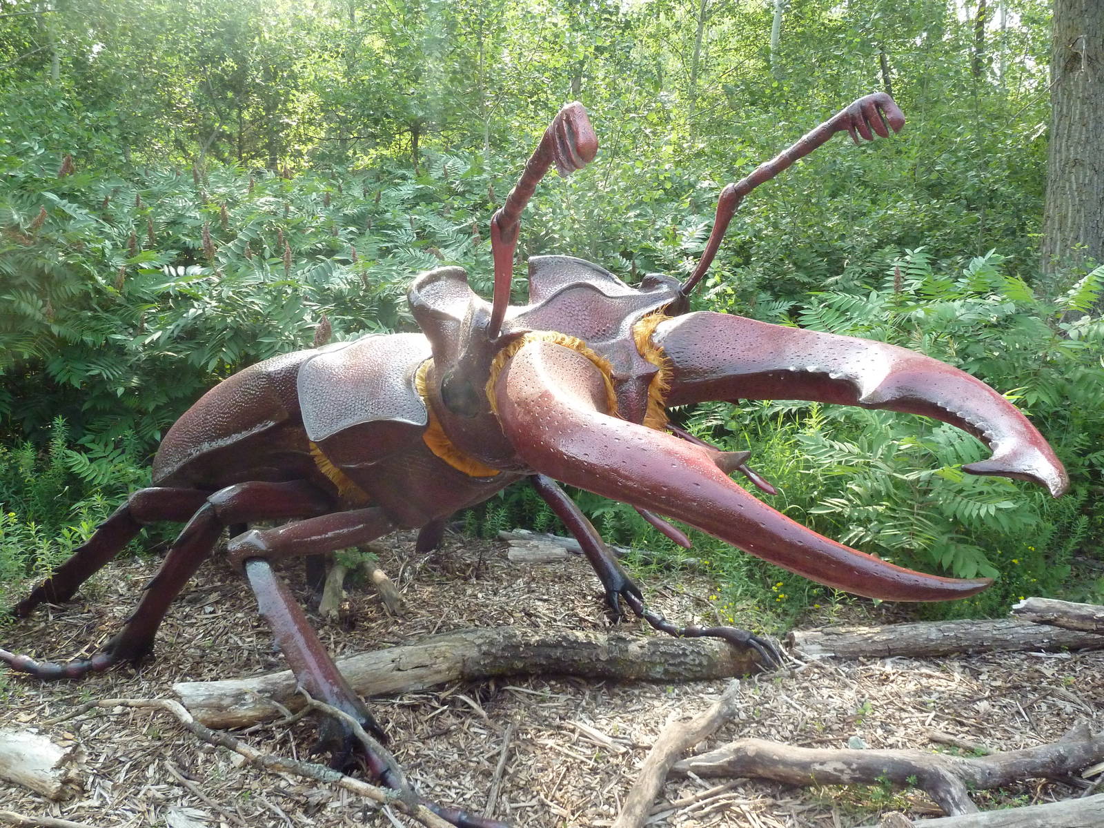 Big Bugs! - Seasonal Exhibit - Stag Beetle