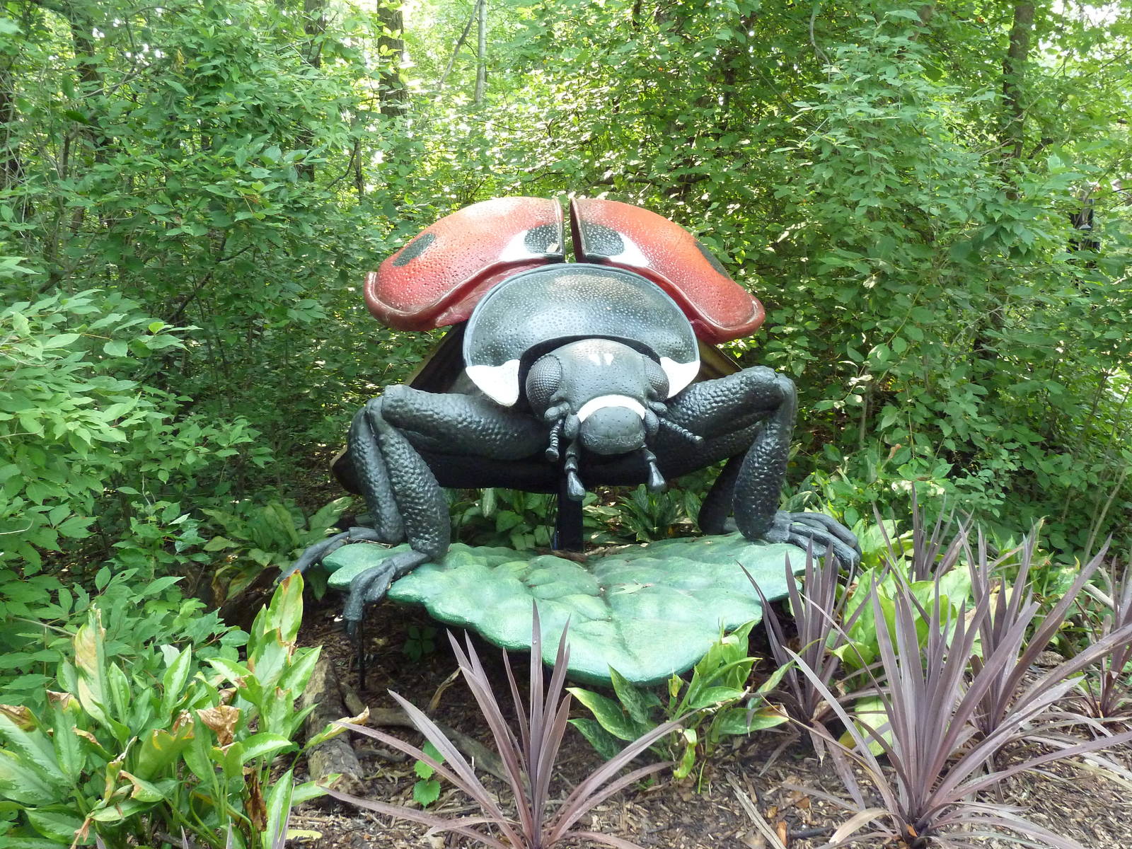 Big Bugs! - Seven Spot Ladybird Beetle