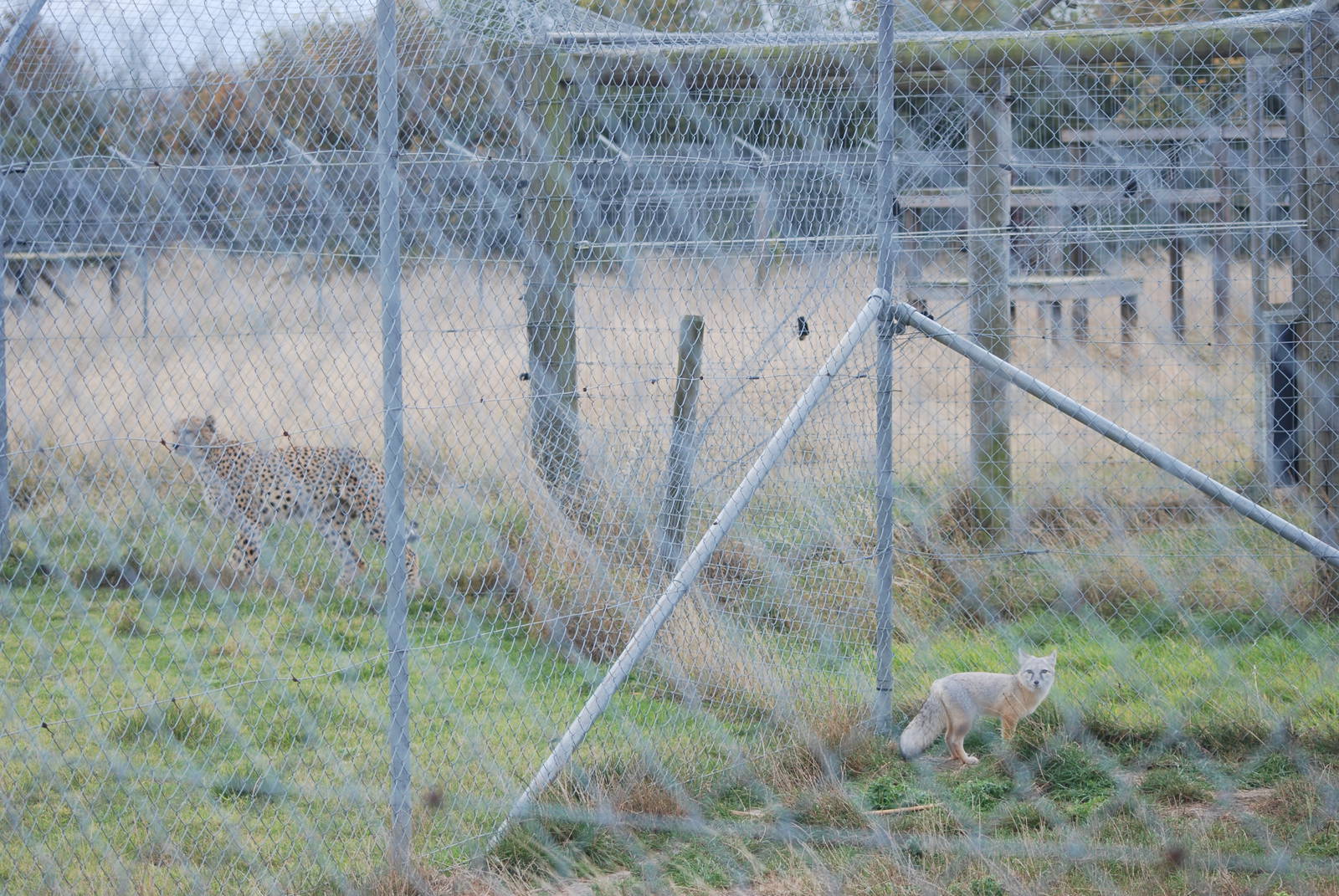 Big Carnivore, Little Carnivore at Hamerton, 08/10/11