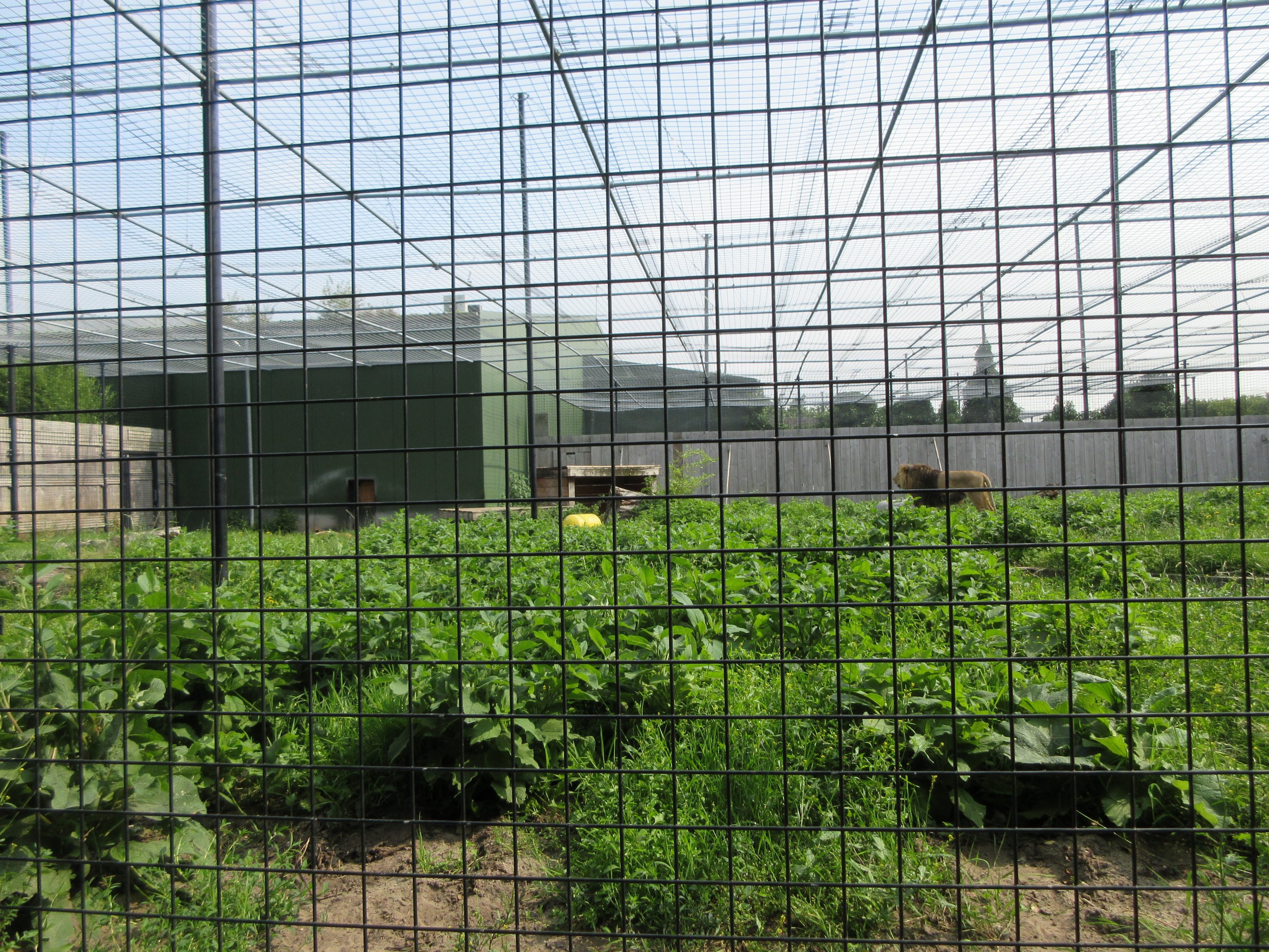 Big Cat Complex - African Lion Exhibit (standard example of enclosure)