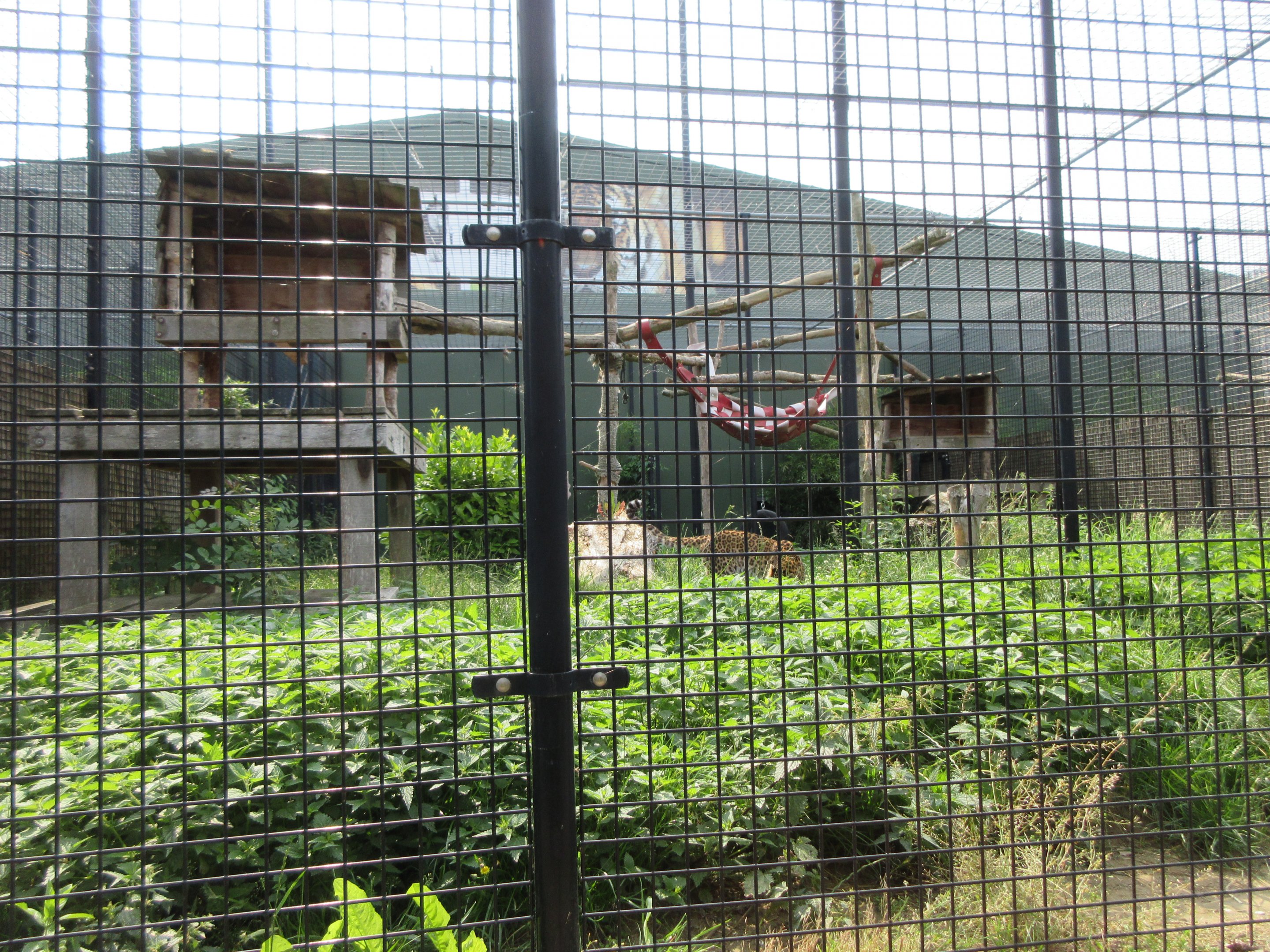 Big Cat Complex - North Chinese Leopard Exhibit