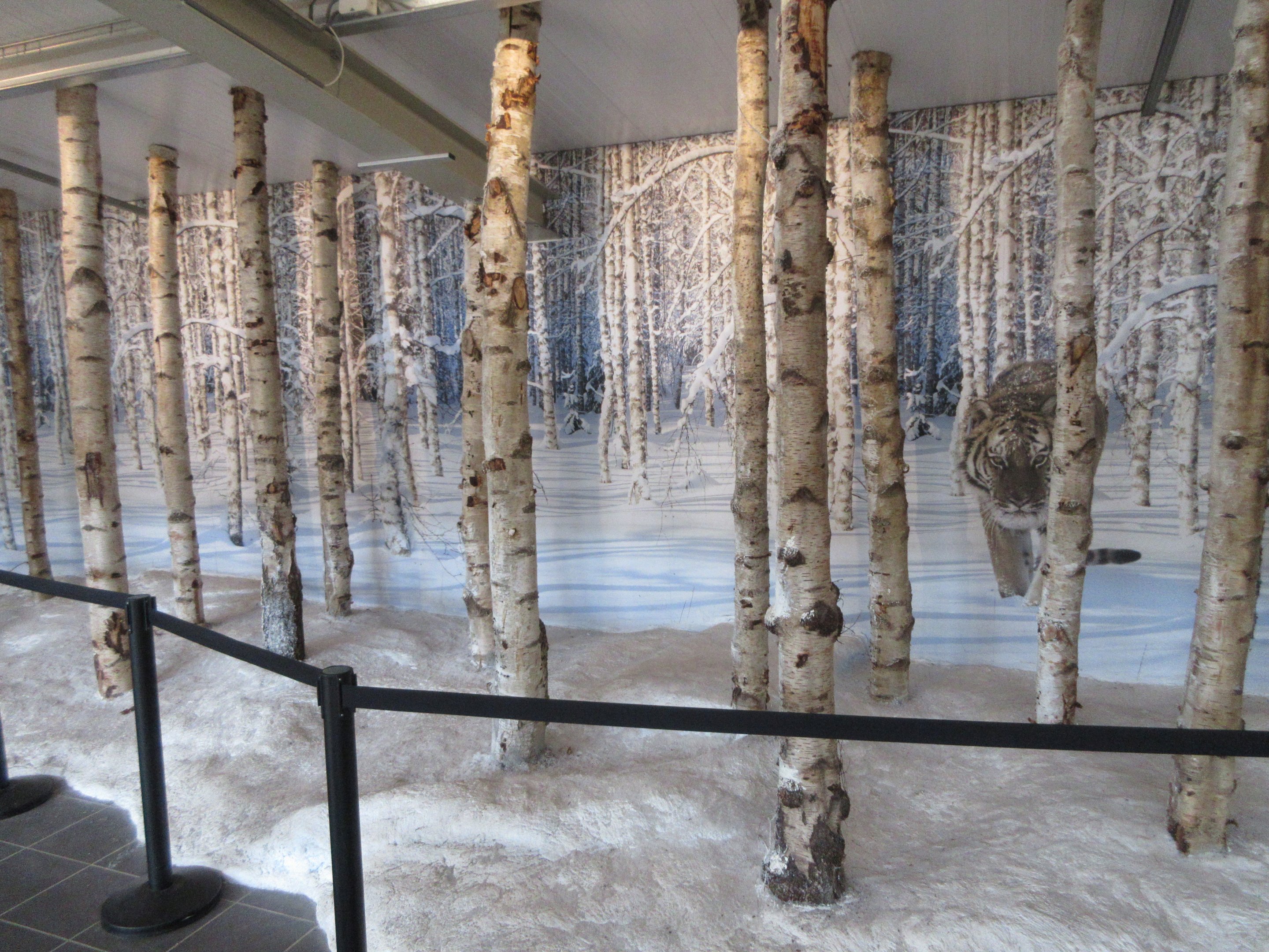 Big Cat Complex - Pedagogical Material (Russian Diorama)