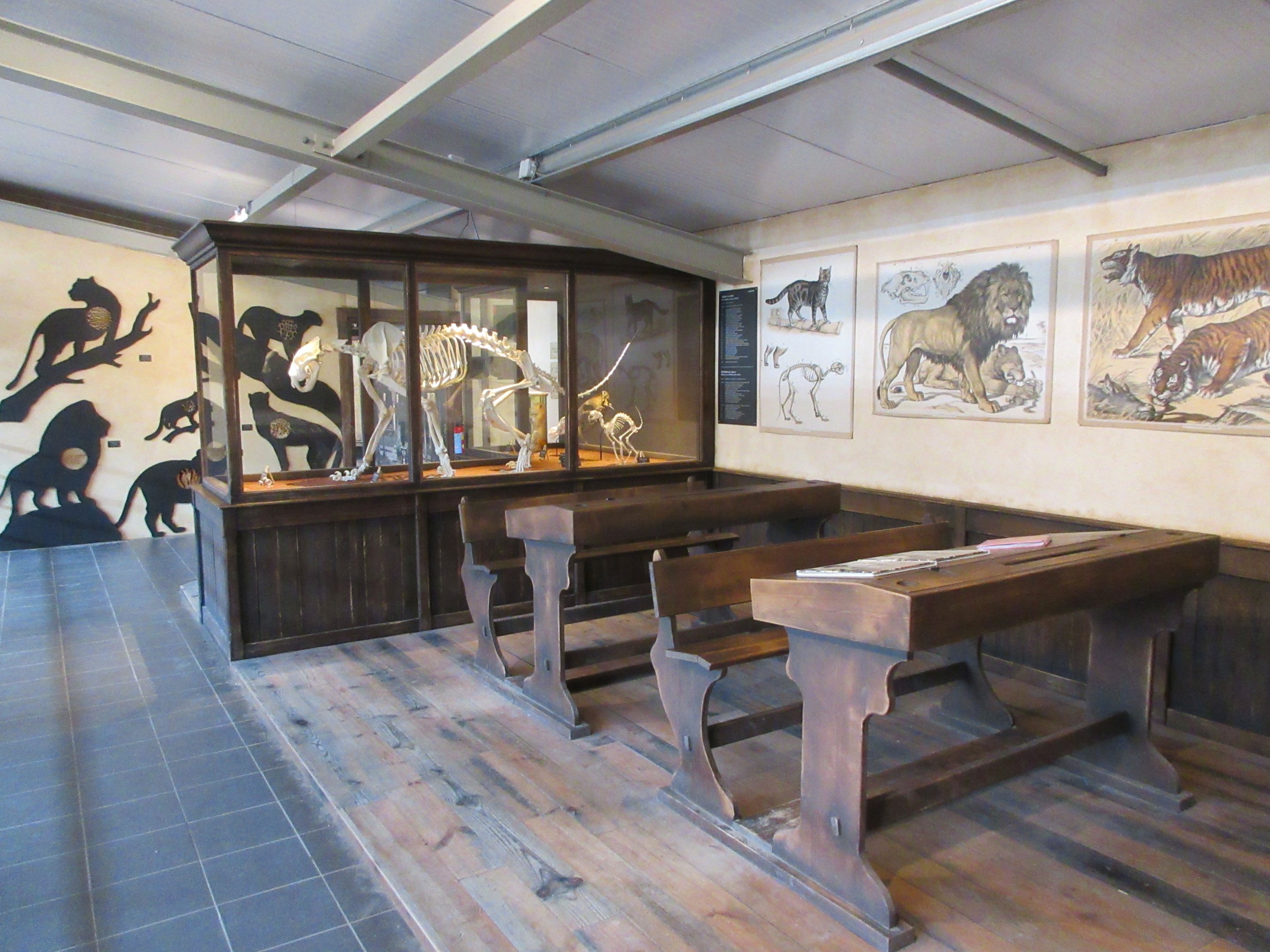 Big Cat Complex - Pedagogical Material