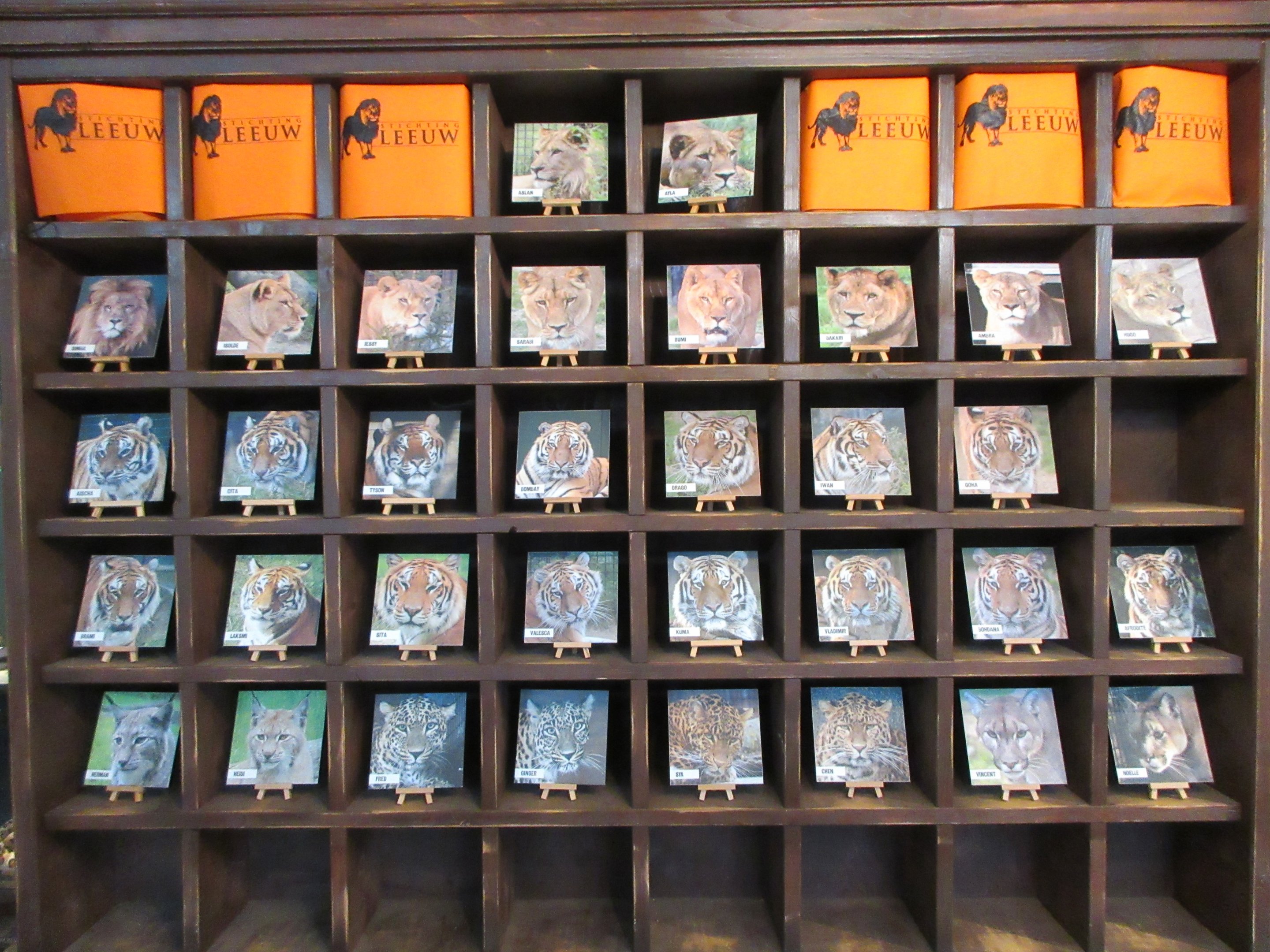 Big Cat Complex - the zoo's 33 cats