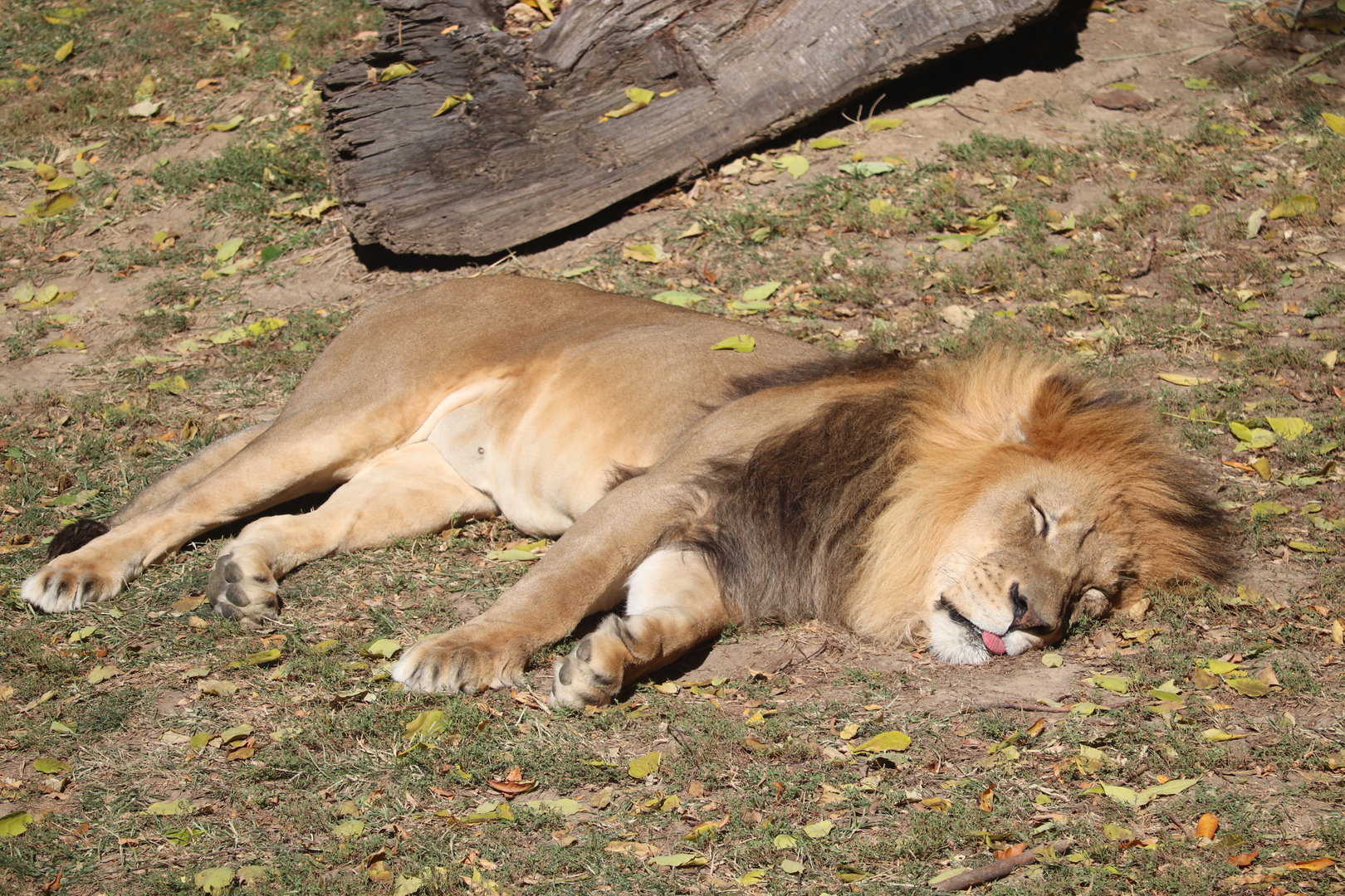 Big Cat Country - African Lion
