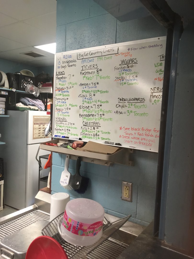 Big Cat Country: ALL Animal Names and Diet | Milwaukee County Zoo