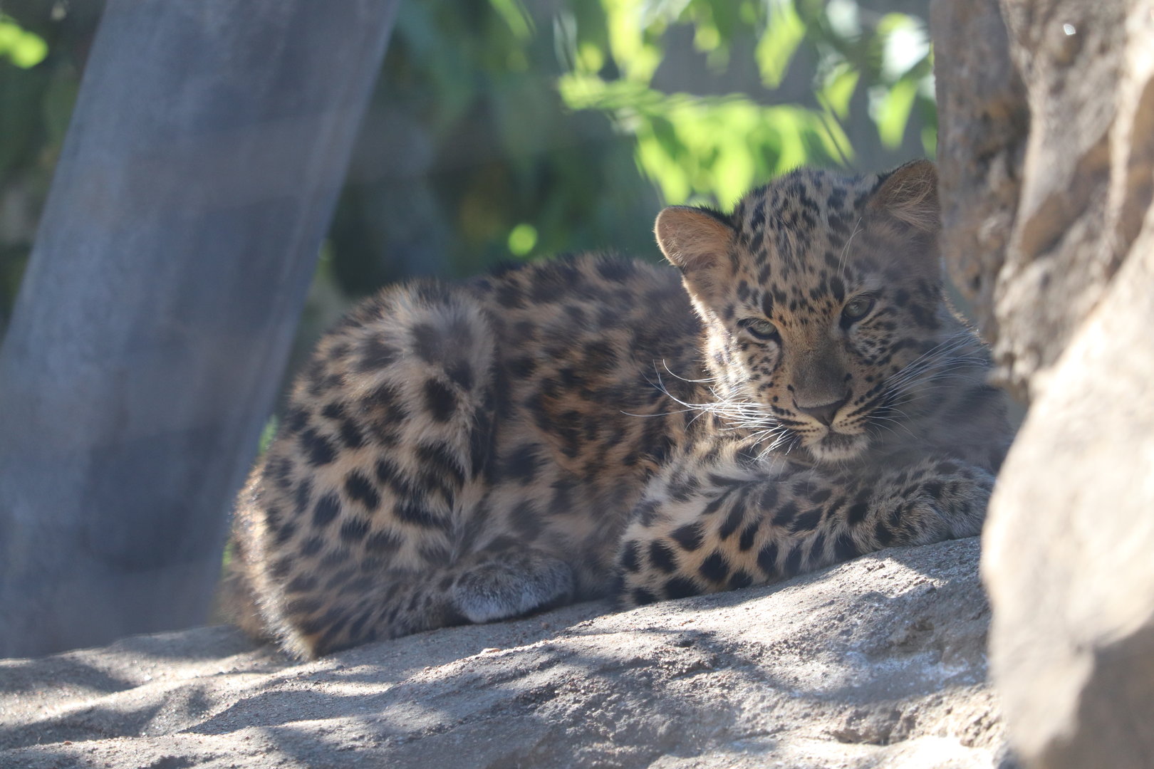 Big Cat Country - Amur Leopard Cub