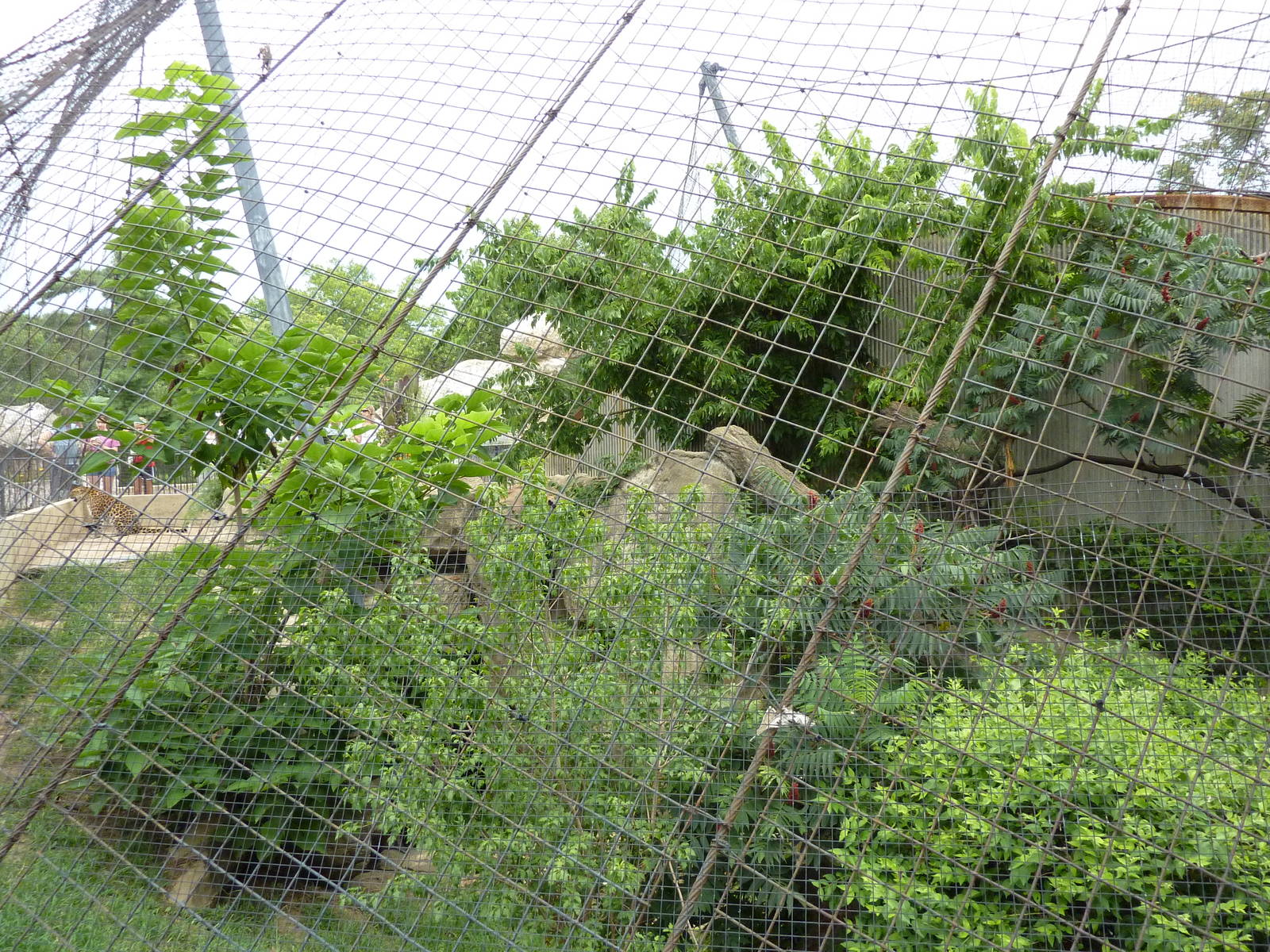 Big Cat Country - Amur Leopard Exhibit