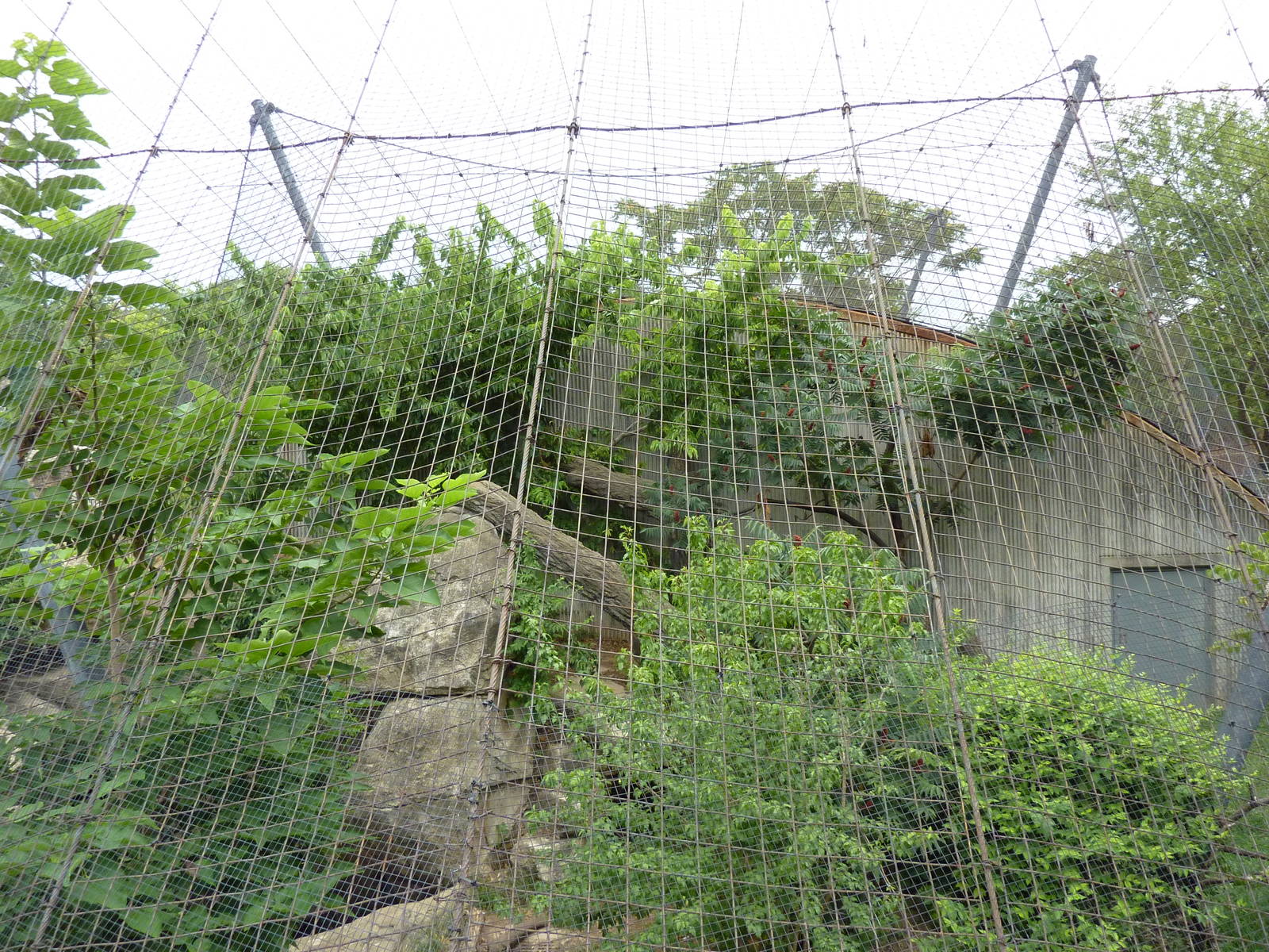 Big Cat Country - Amur Leopard Exhibit