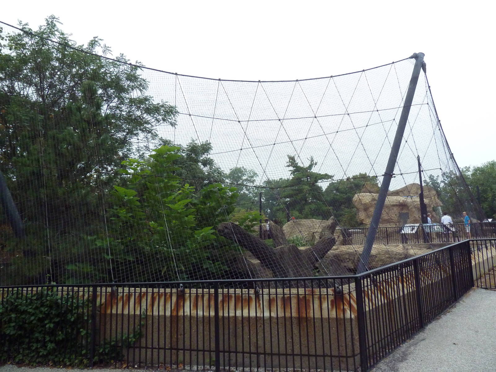 Big Cat Country - Amur Leopard Exhibit