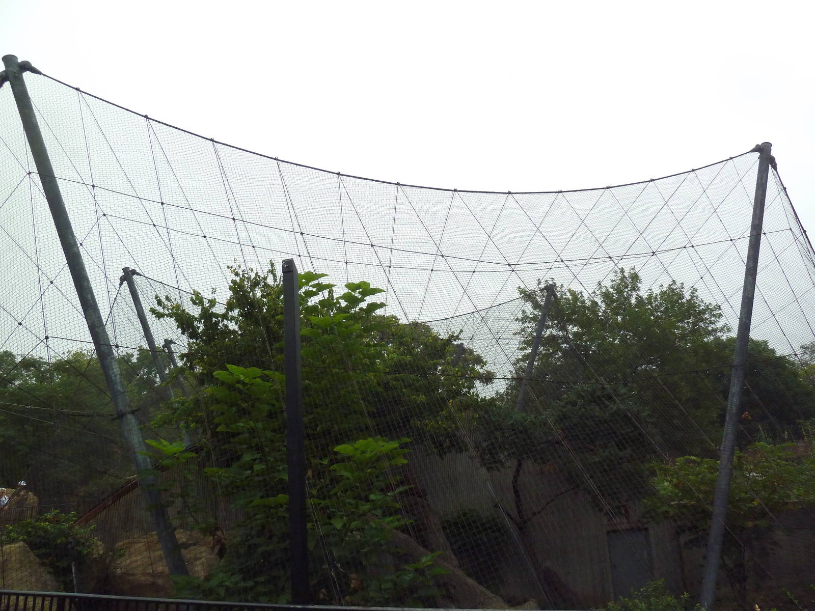 Big Cat Country - Amur Leopard Exhibit