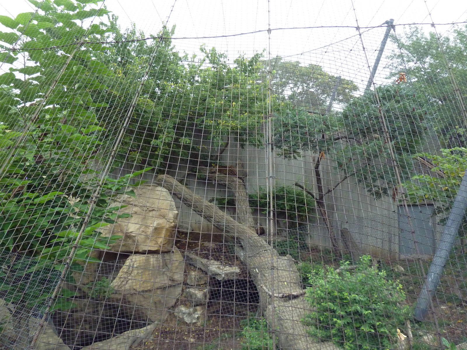 Big Cat Country - Amur Leopard Exhibit