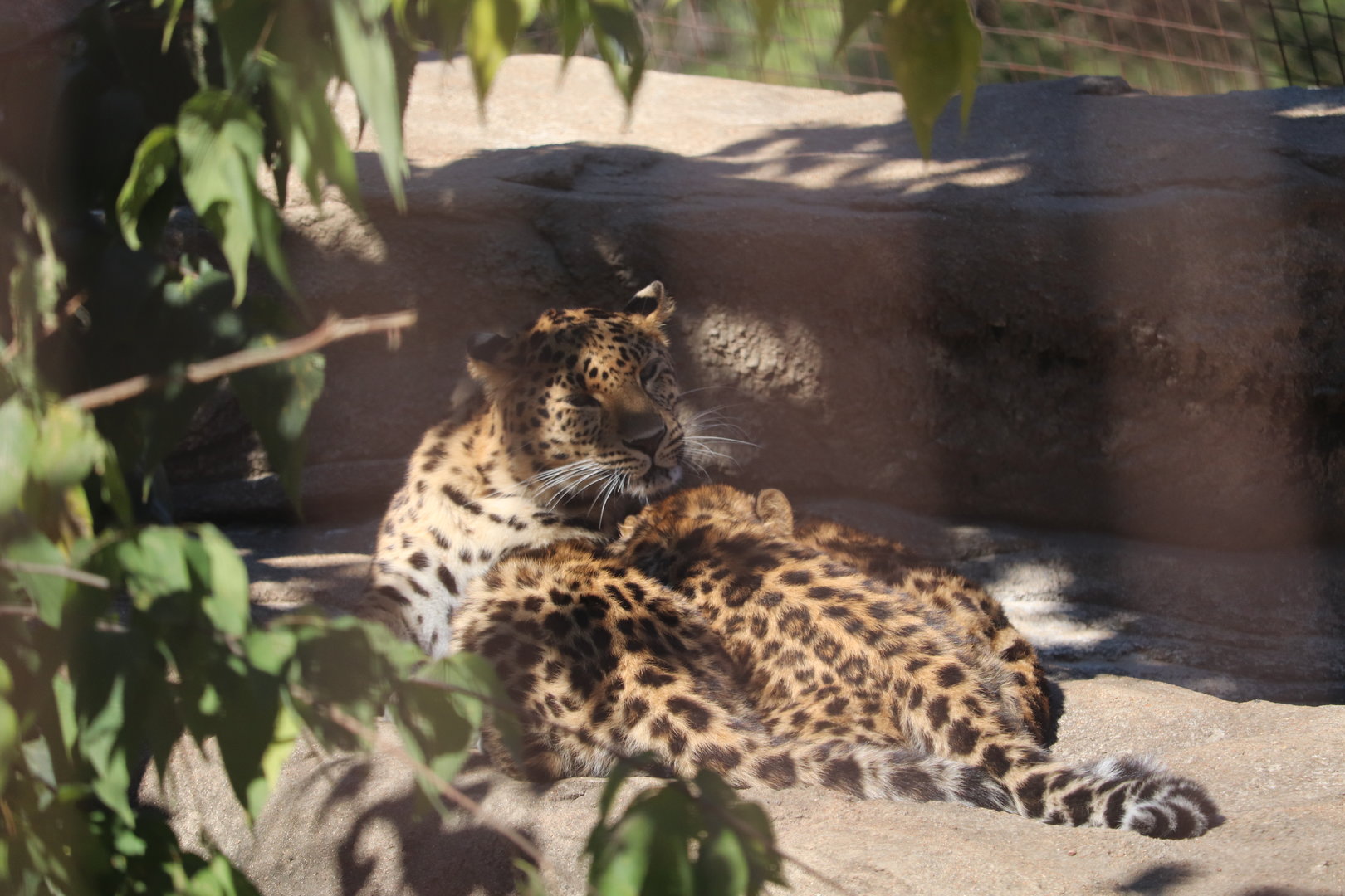Big Cat Country - Amur Leopards