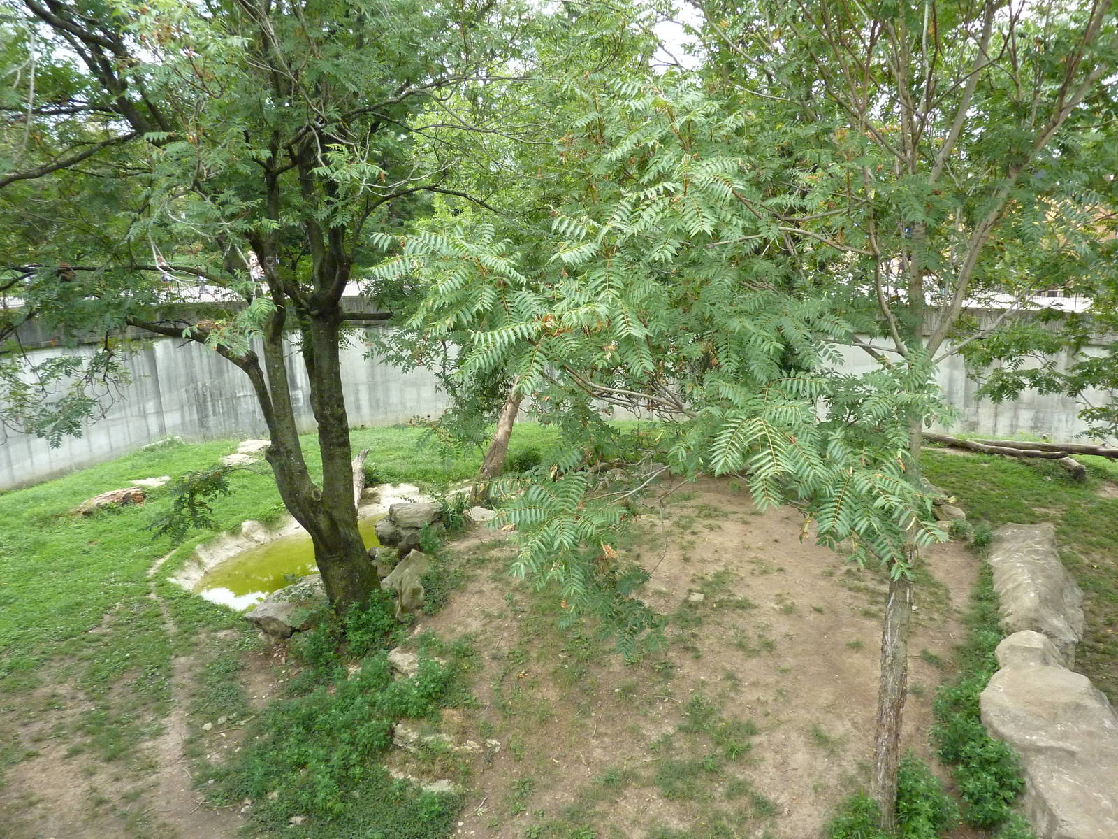 Big Cat Country - Amur Tiger Exhibit