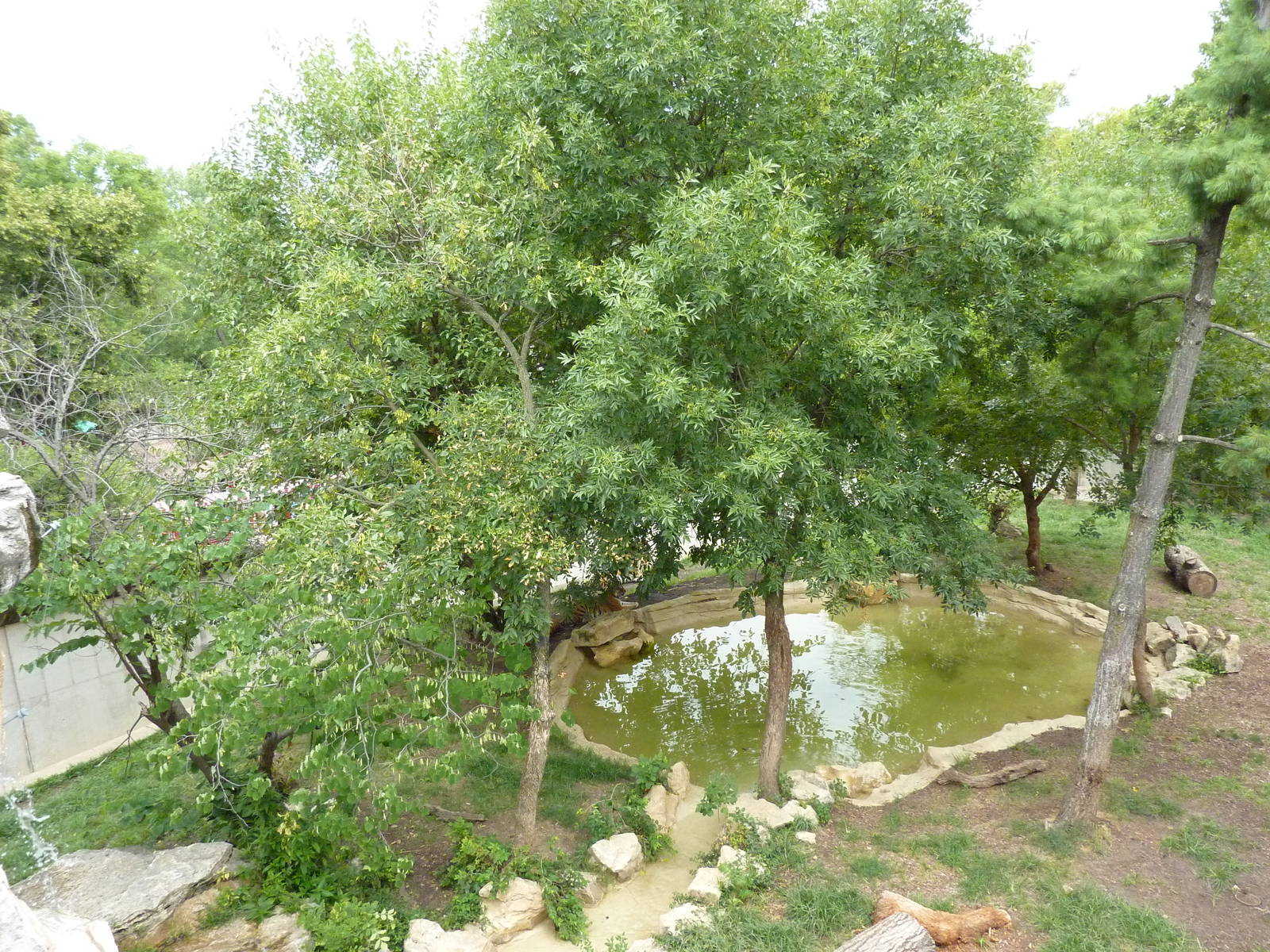 Big Cat Country - Amur Tiger Exhibit