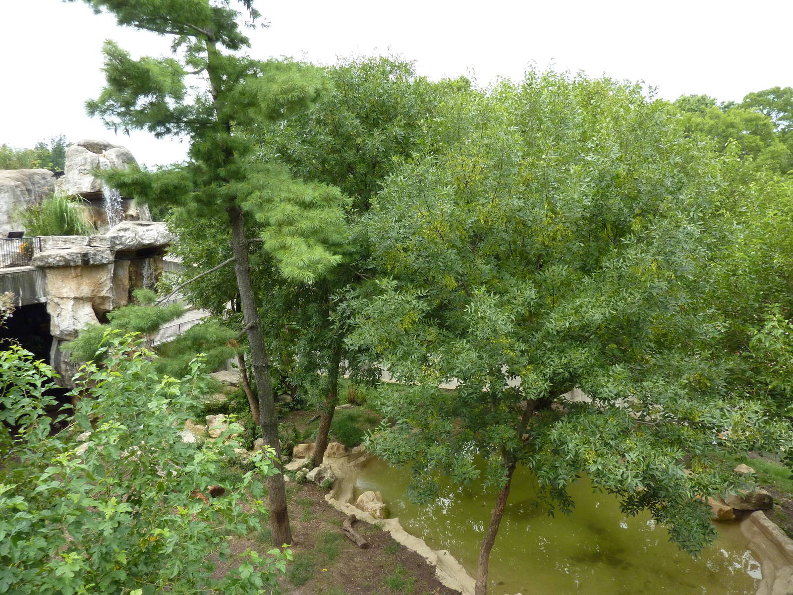 Big Cat Country - Amur Tiger Exhibit