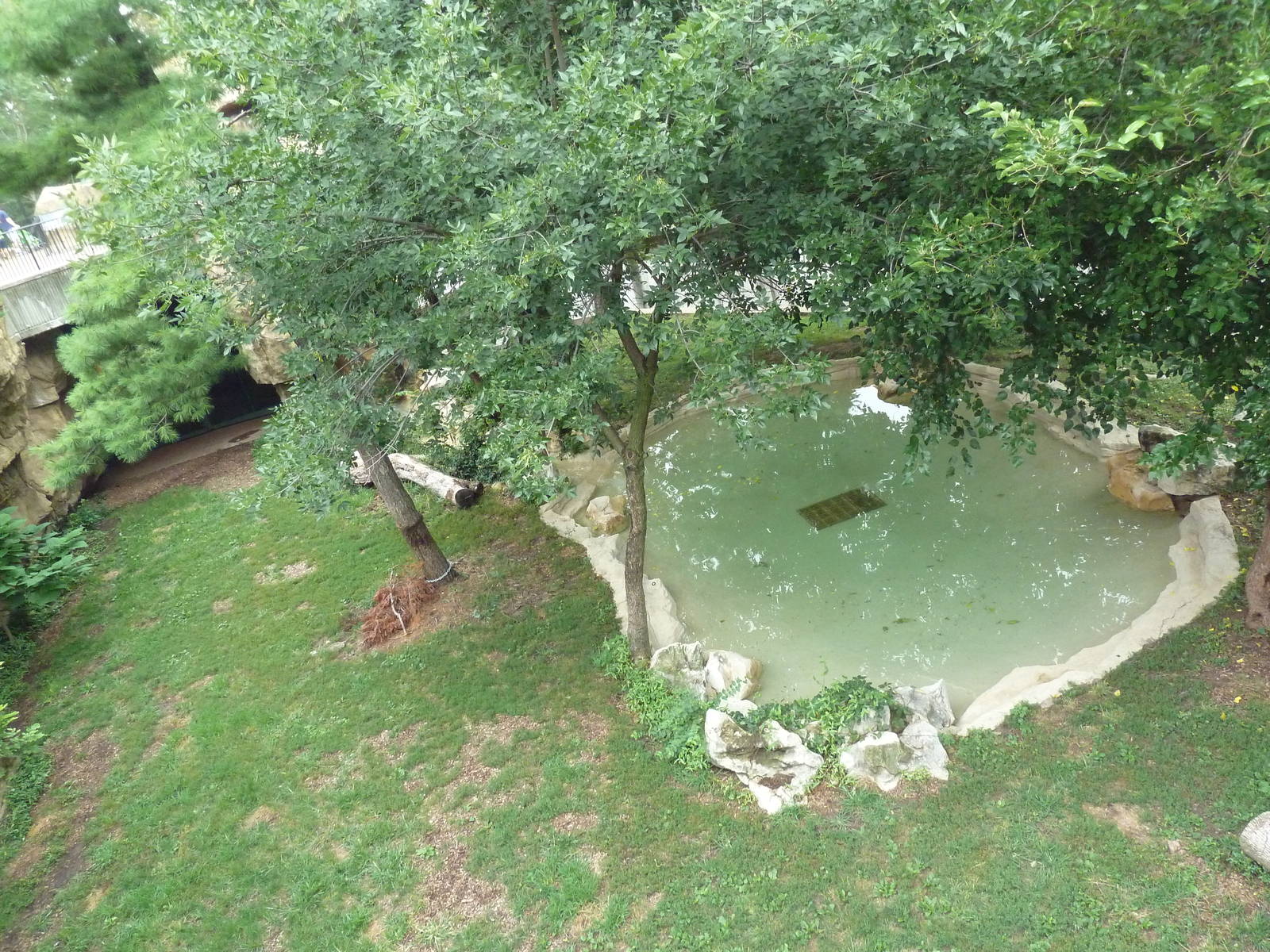 Big Cat Country - Amur Tiger Exhibit