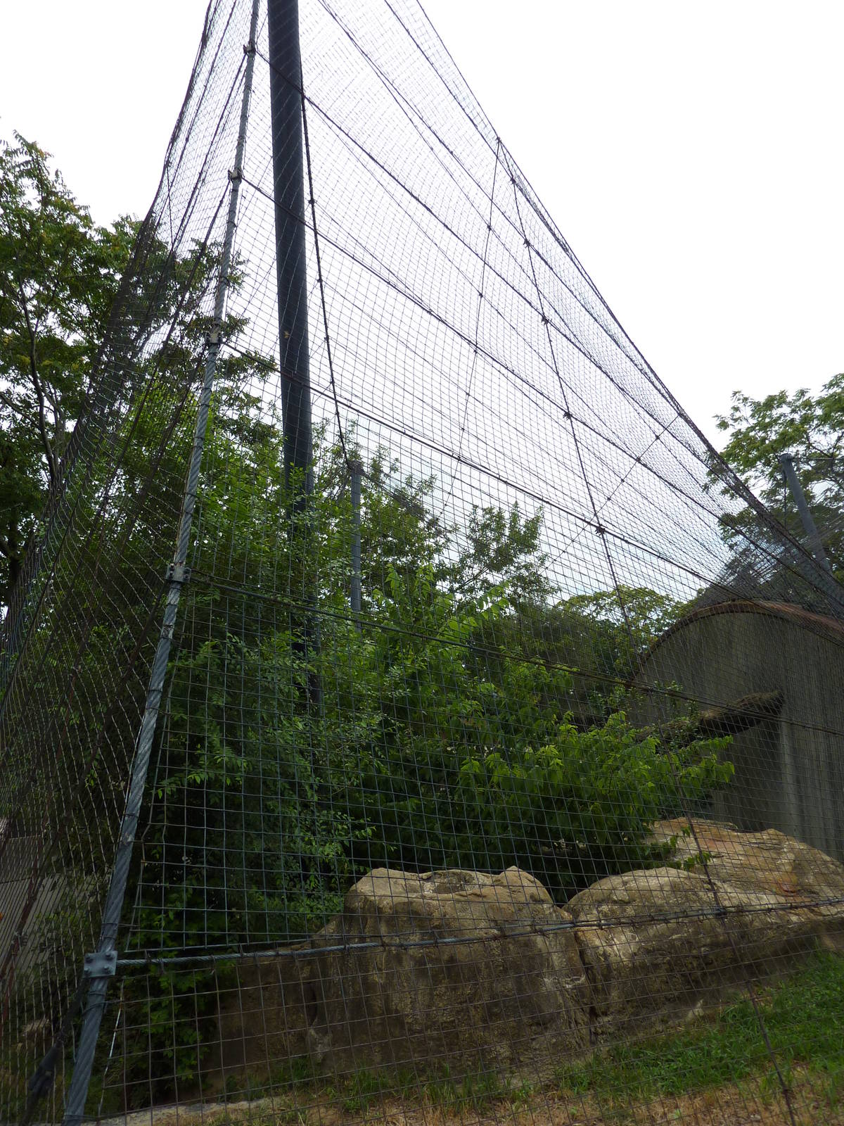 Big Cat Country - Cougar Exhibit