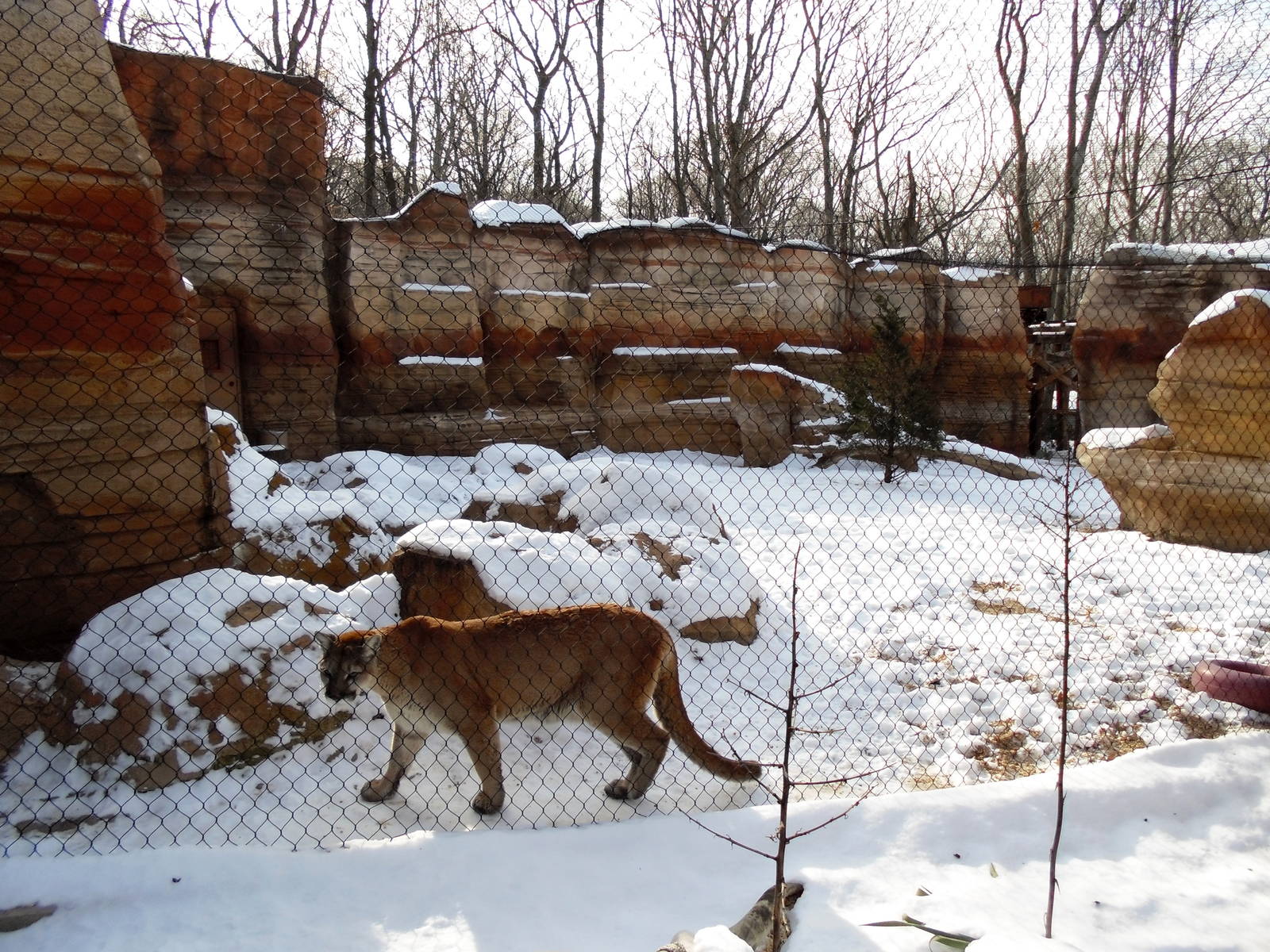 Big Cat Country - Cougar Exhibit